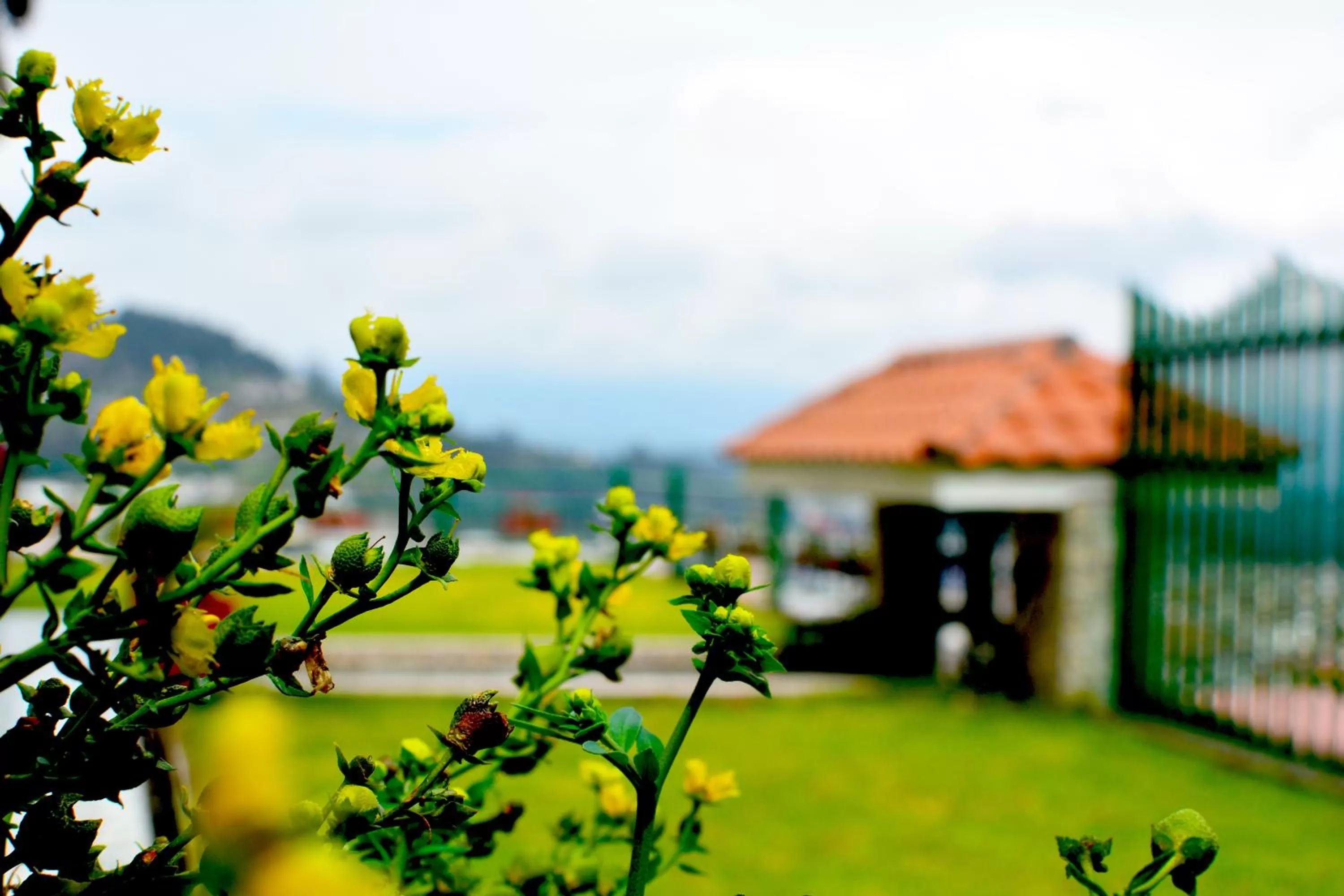 Garden in Hostal Mirador de Otavalo
