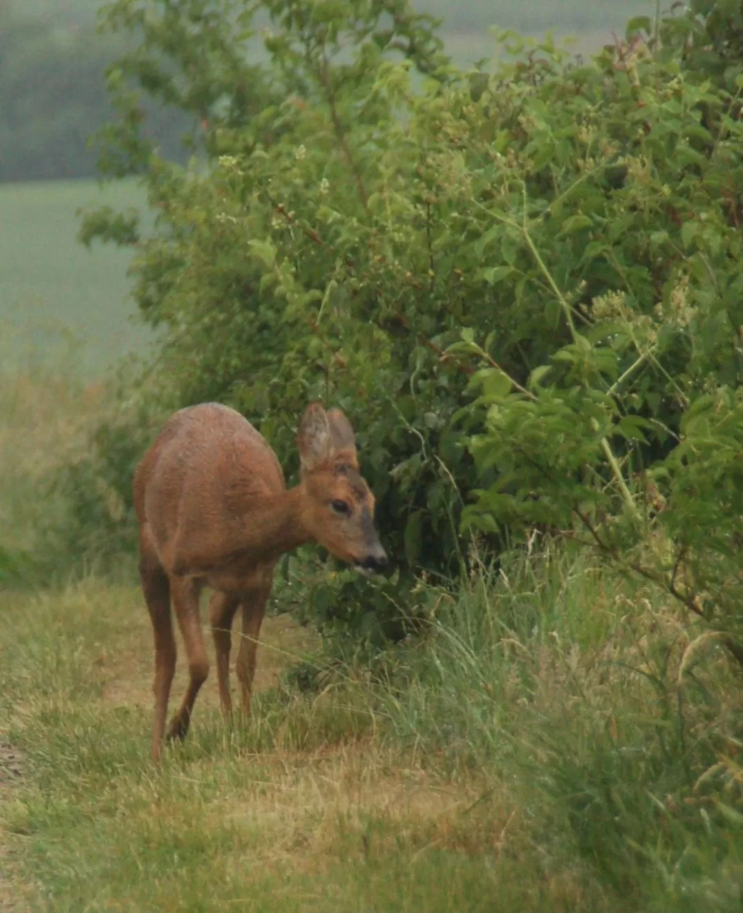 Animals in Engbjerg BnB