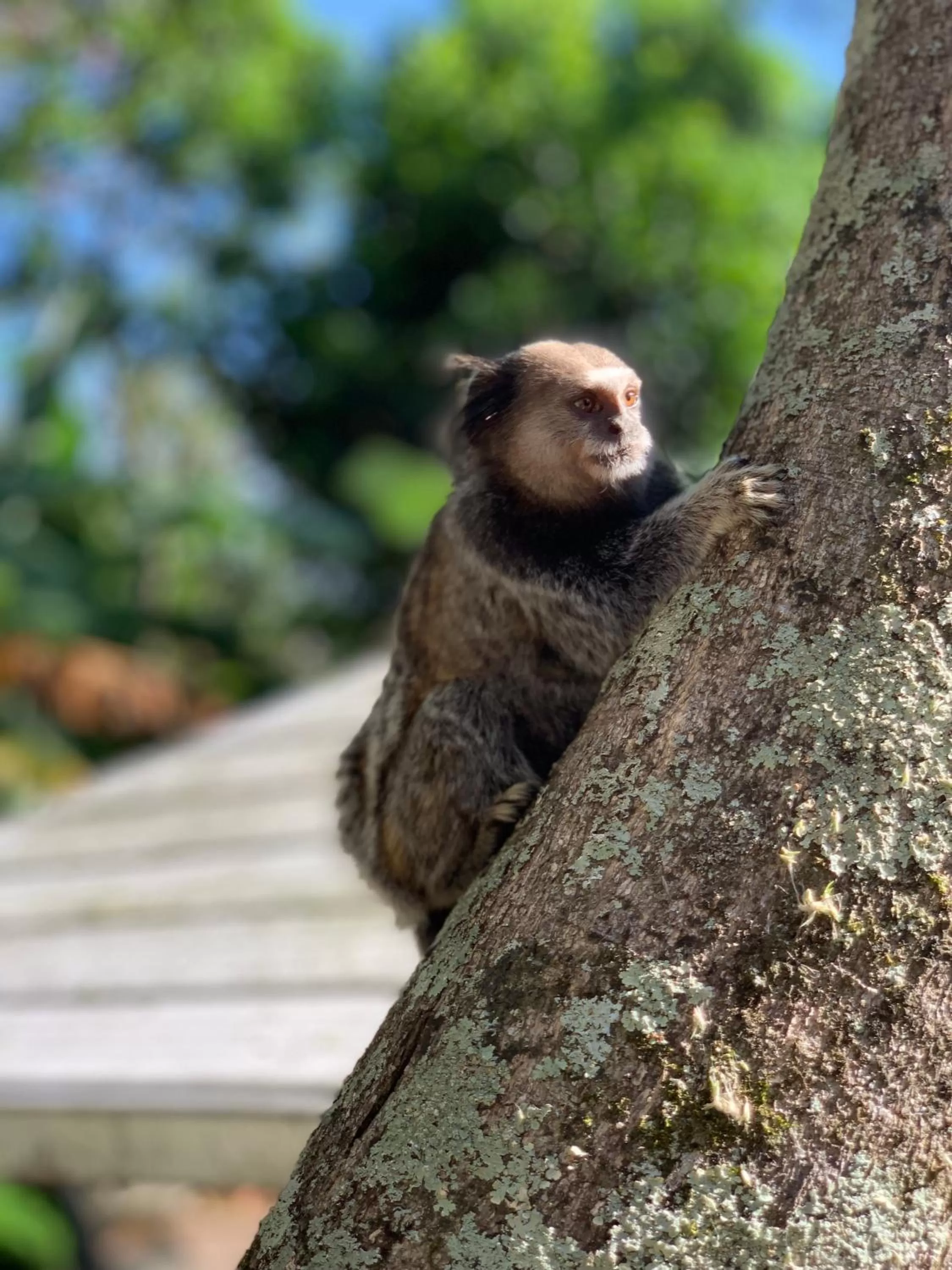 Animals in Hotel São Sebastião da Praia