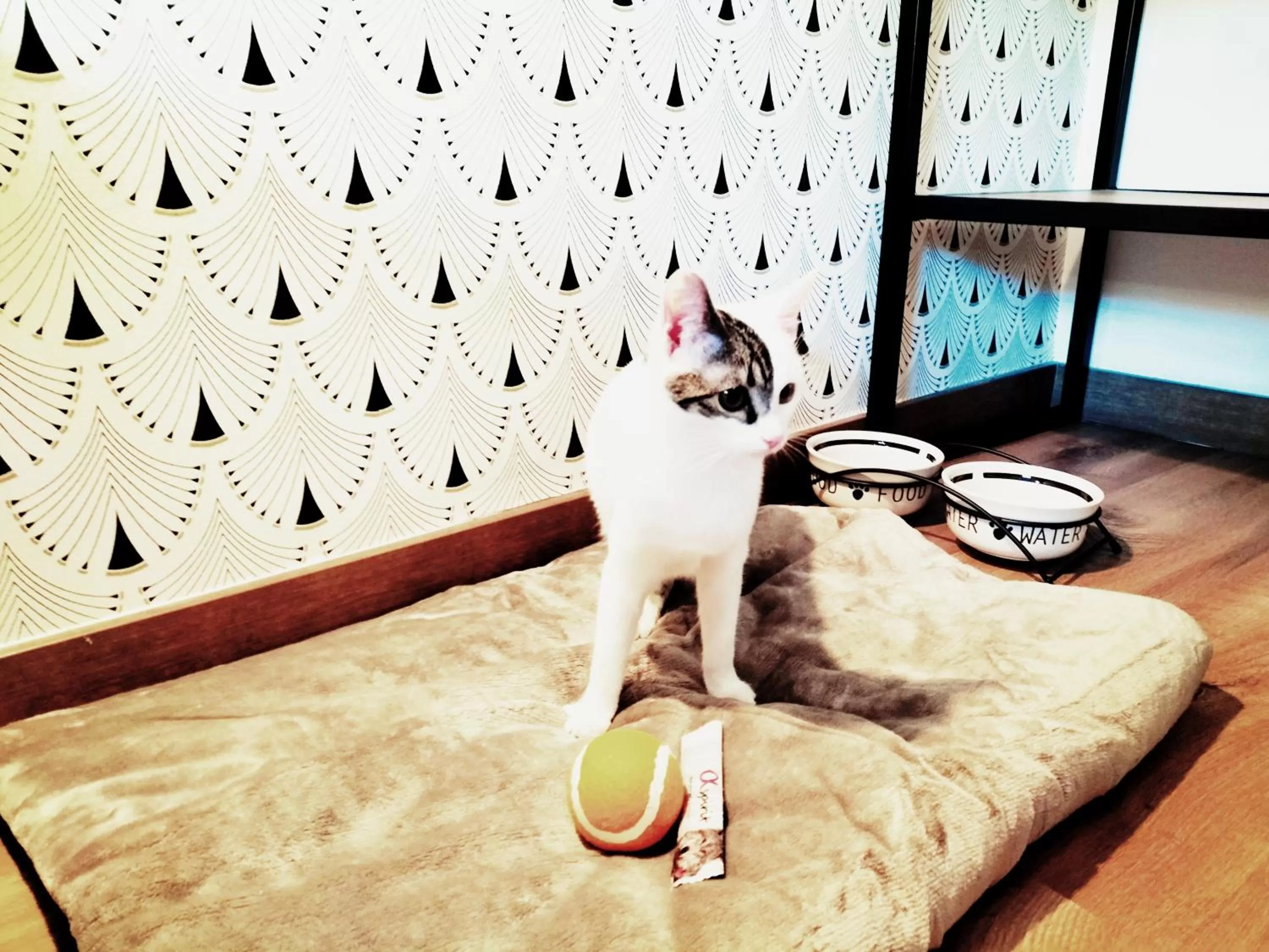 Pets in Hotel Matilde by gaiarooms