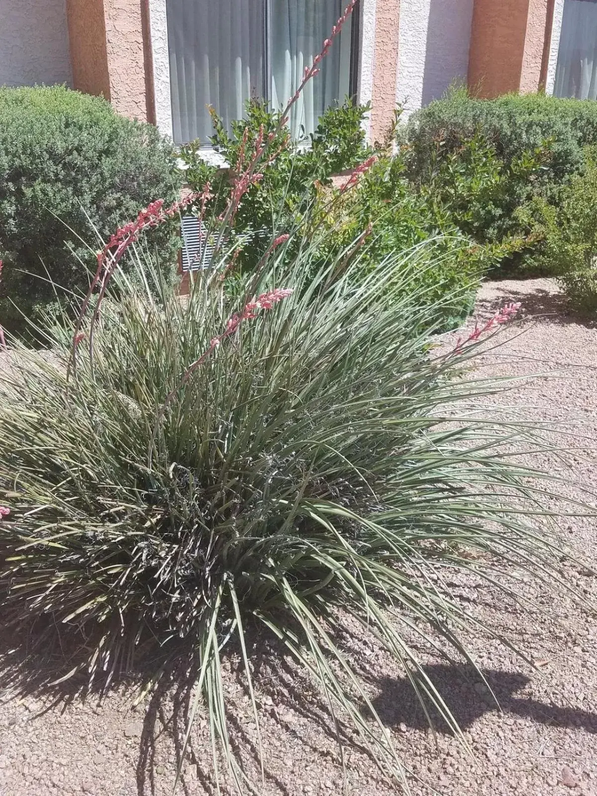 Garden in Days Inn by Wyndham Camp Verde Arizona