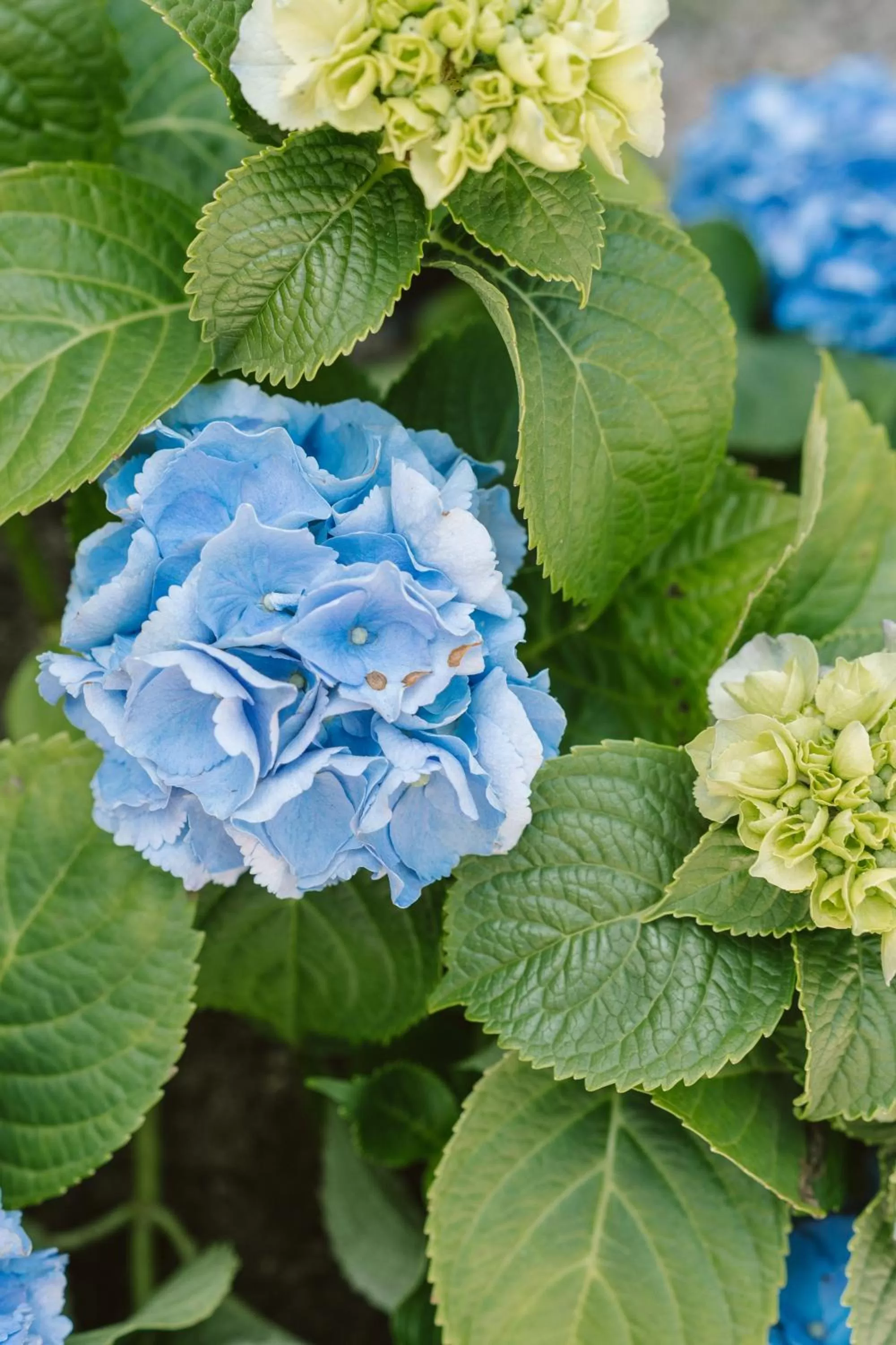 Garden in The Platinum Pebble Boutique Inn - Adults Only Property