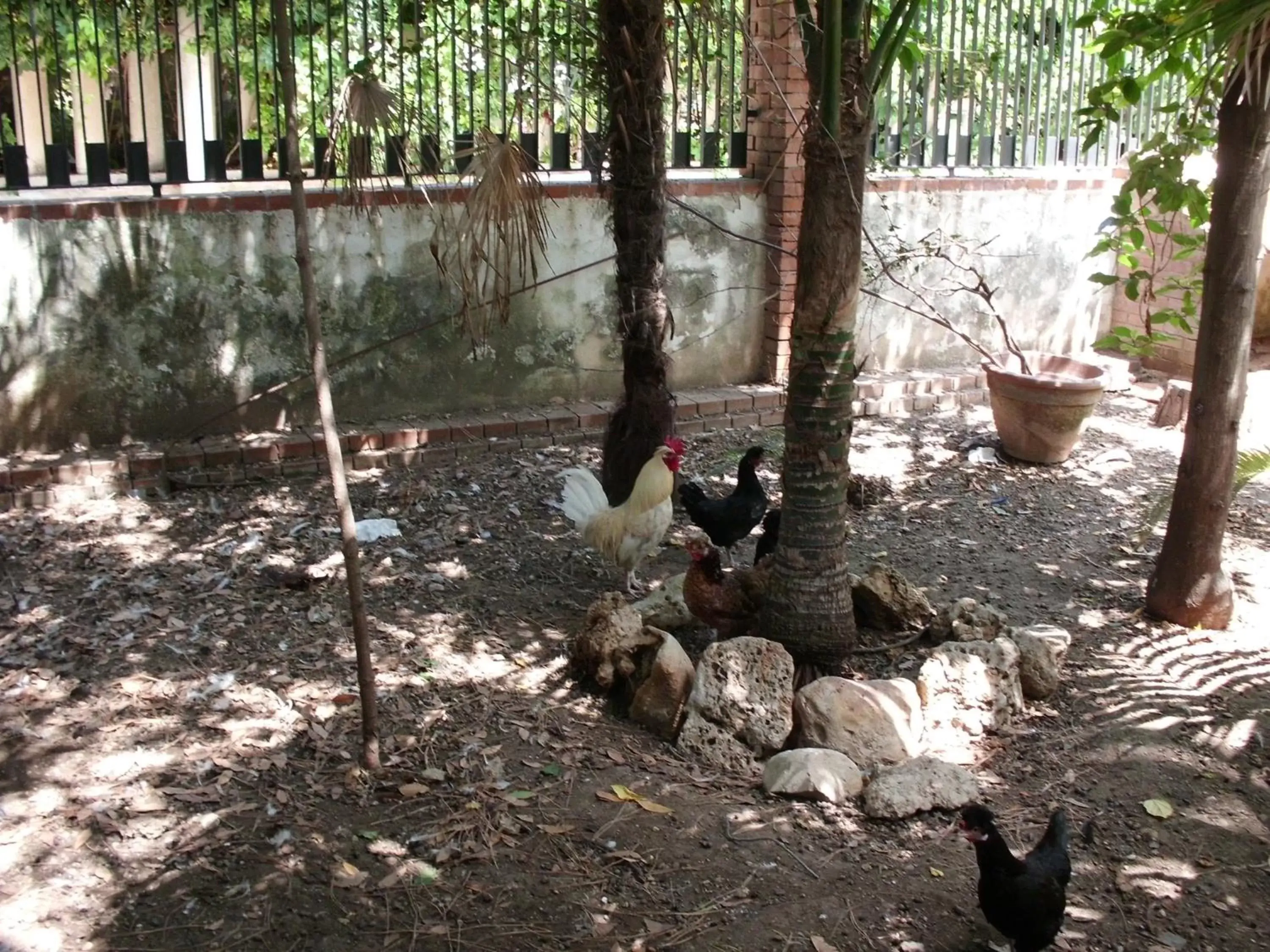 Day, Other Animals in Villa Cristina