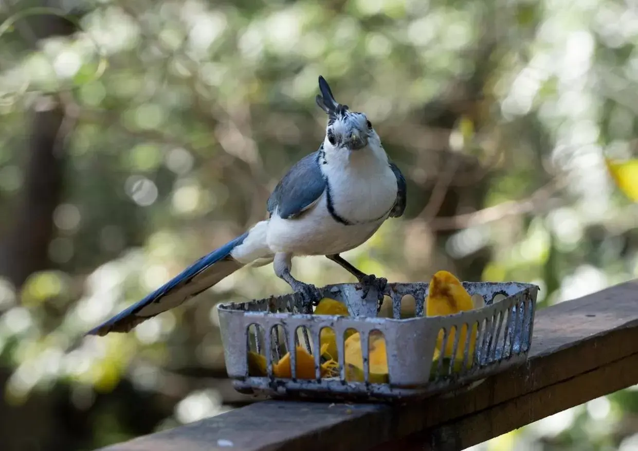 Other Animals in Antema Lodge Secteur Tamarindo, piscine, yoga, gym, jungle et paix