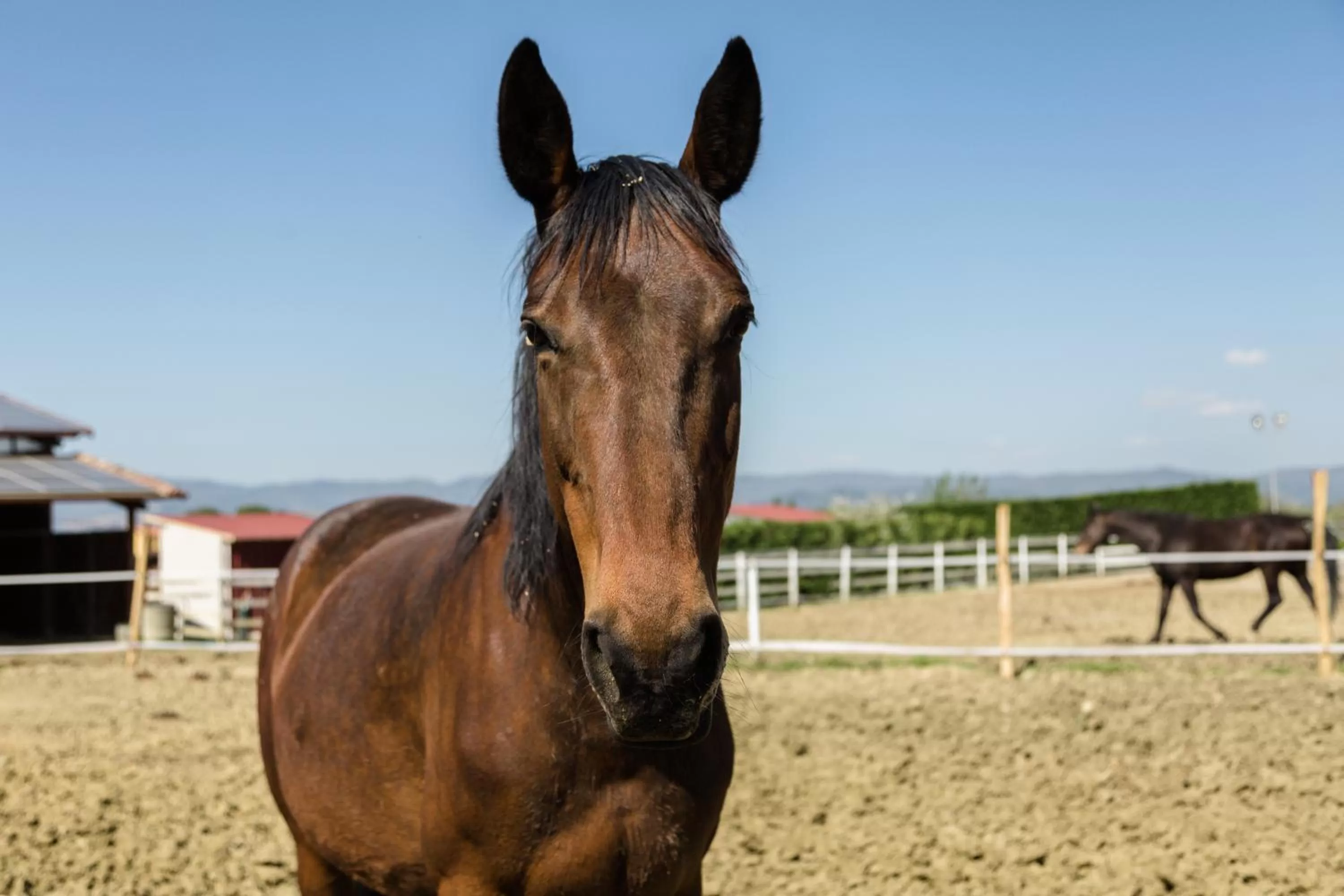 Animals in Podere San Giuseppe