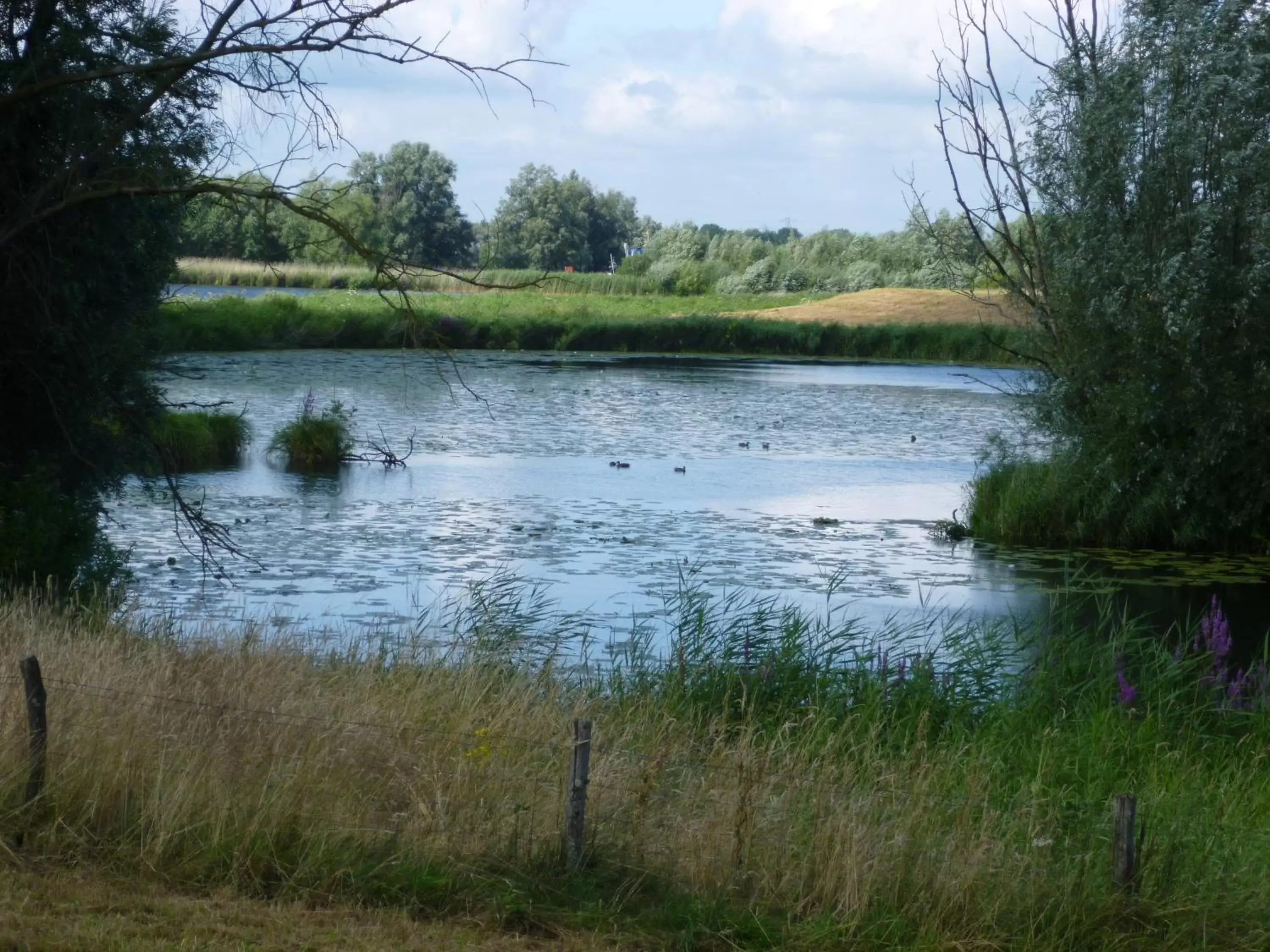 Natural landscape in De Langenlee