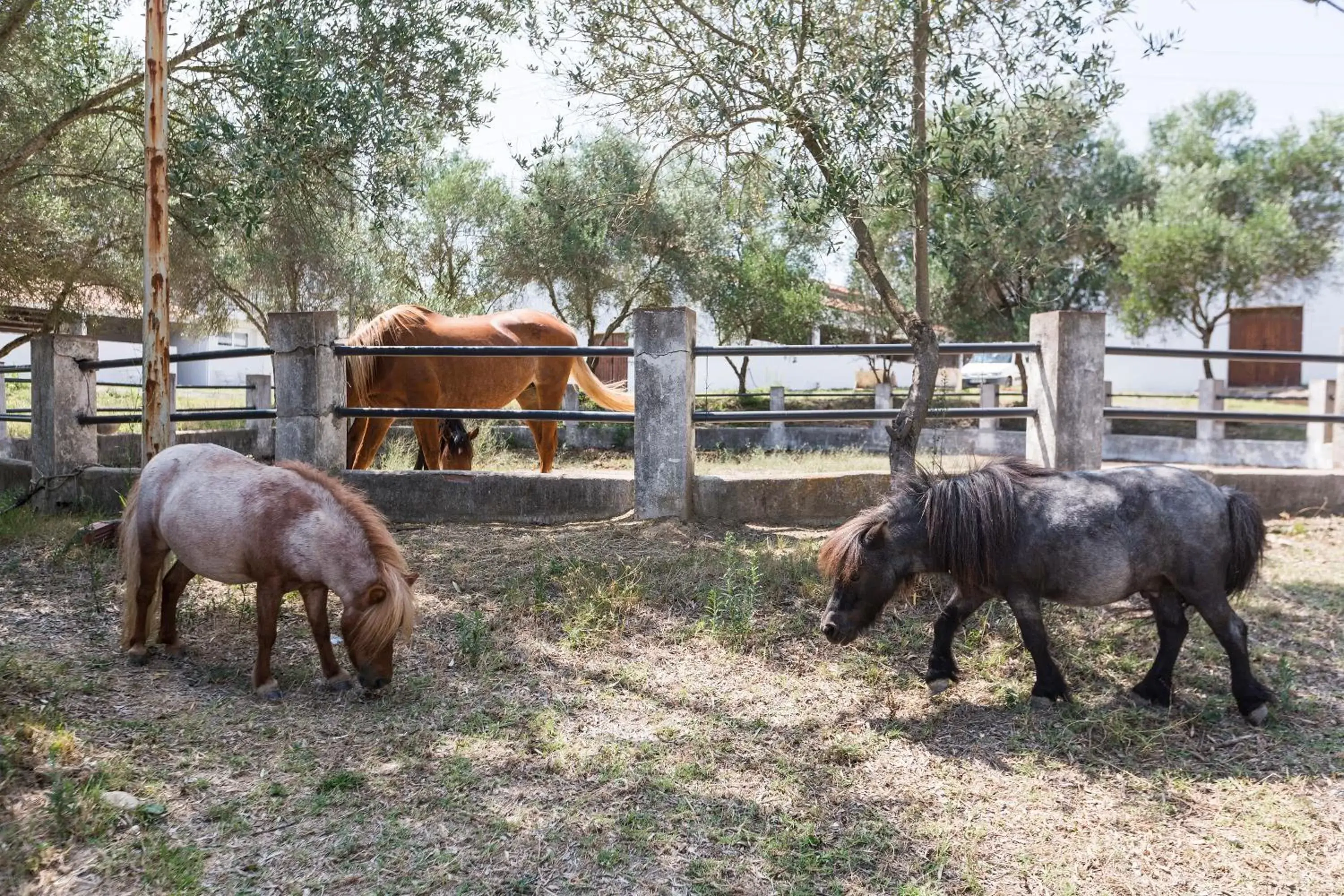 Animals, Other Animals in Masia Can Rovira - ESC1852