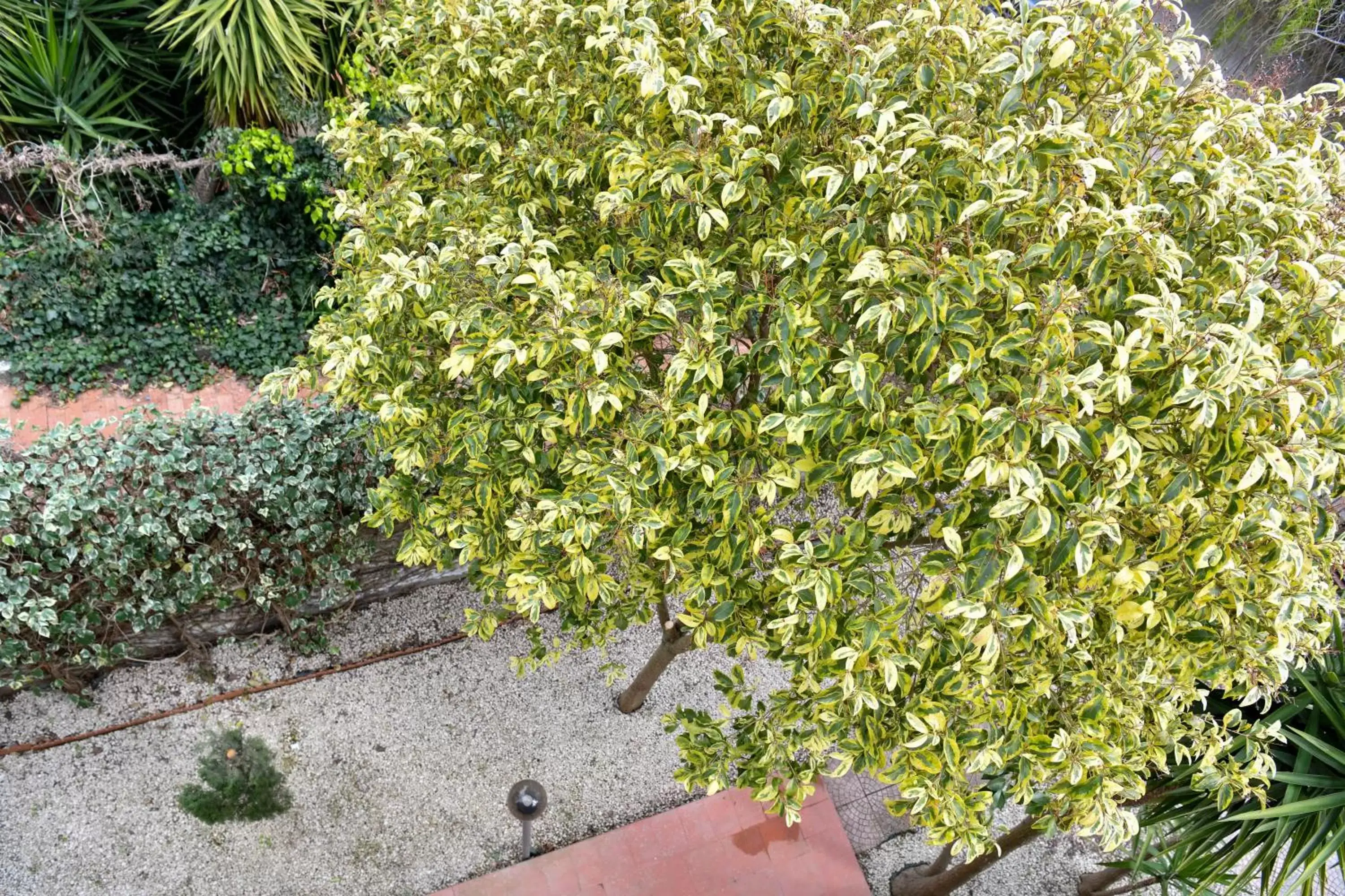 Bird's eye view, Garden in Il Piccolo Hotel