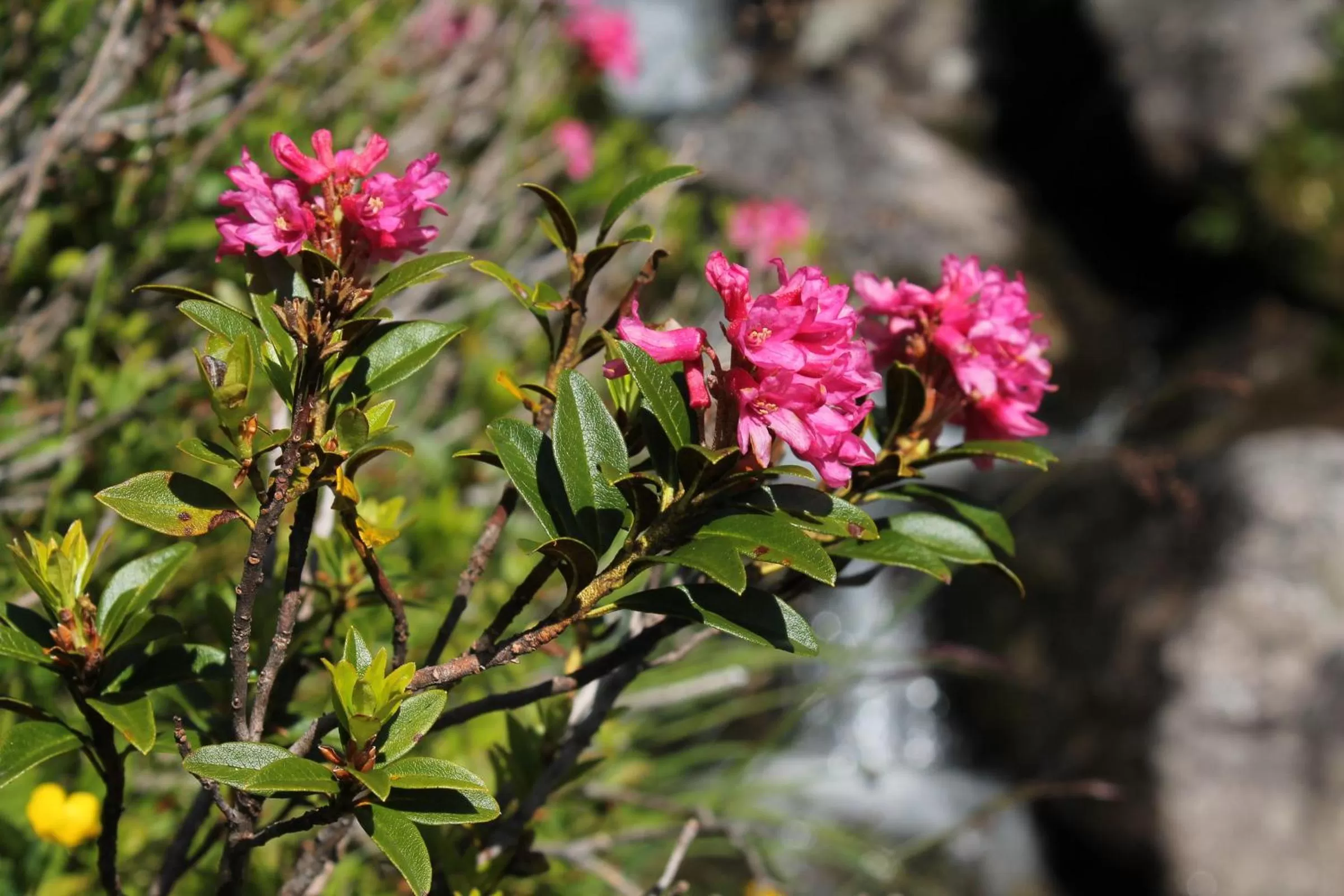 Other in Hotel Restaurant La Furca