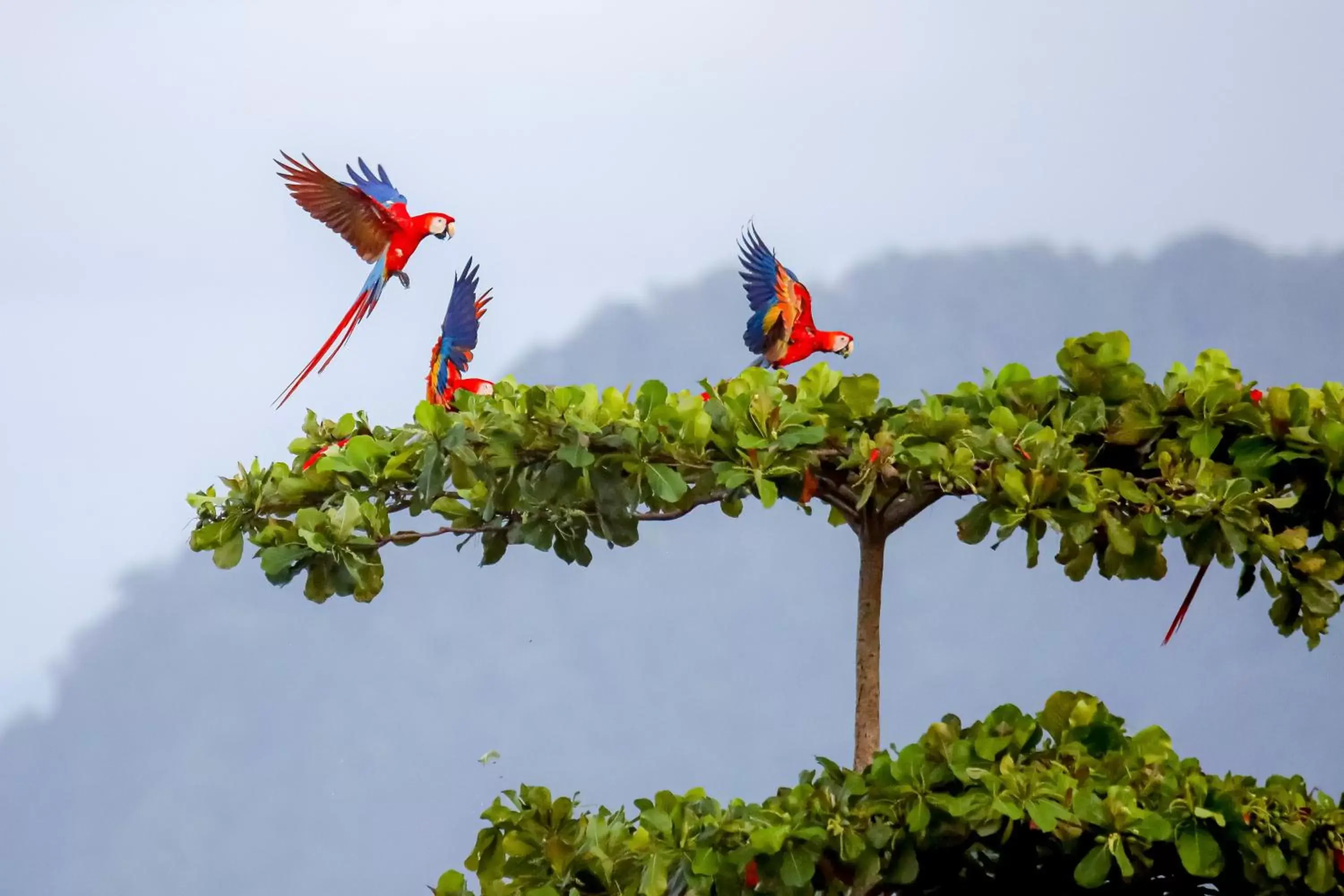 Other Animals in Villa Paraíso