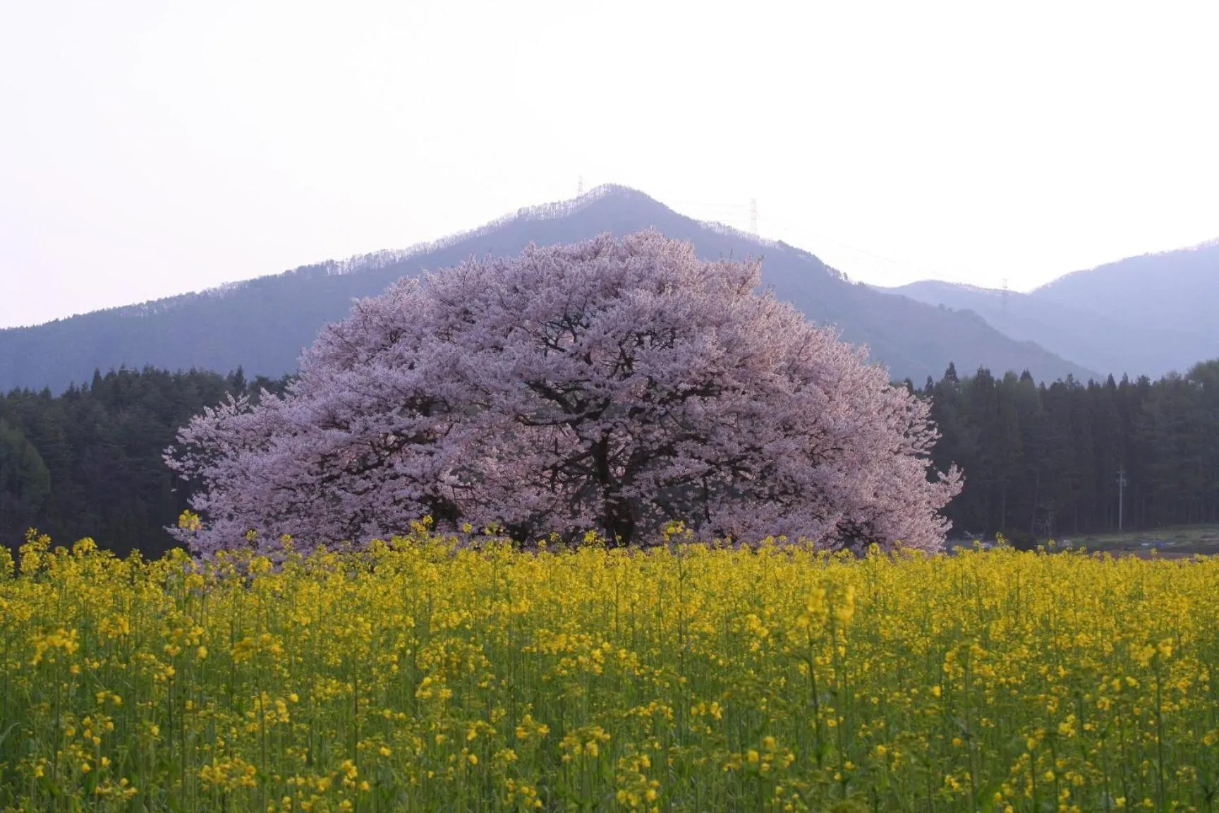 Spring in Ryokan Warabino