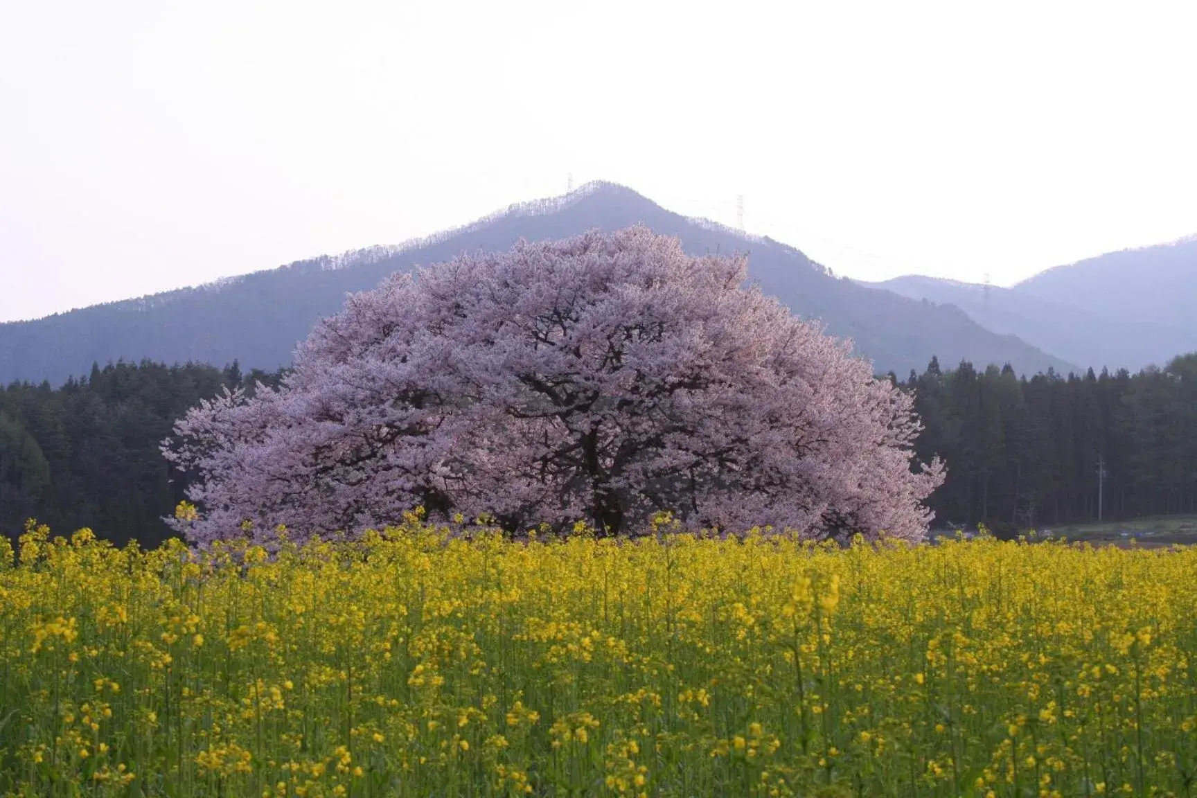 Spring, Natural Landscape in Ryokan Warabino