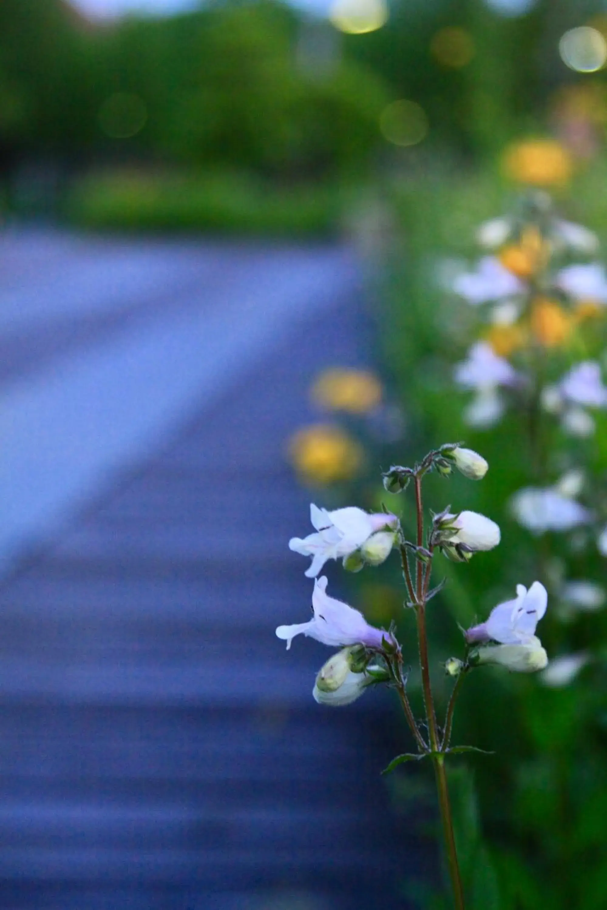 Summer in Fairmont Yangcheng Lake Kunshan