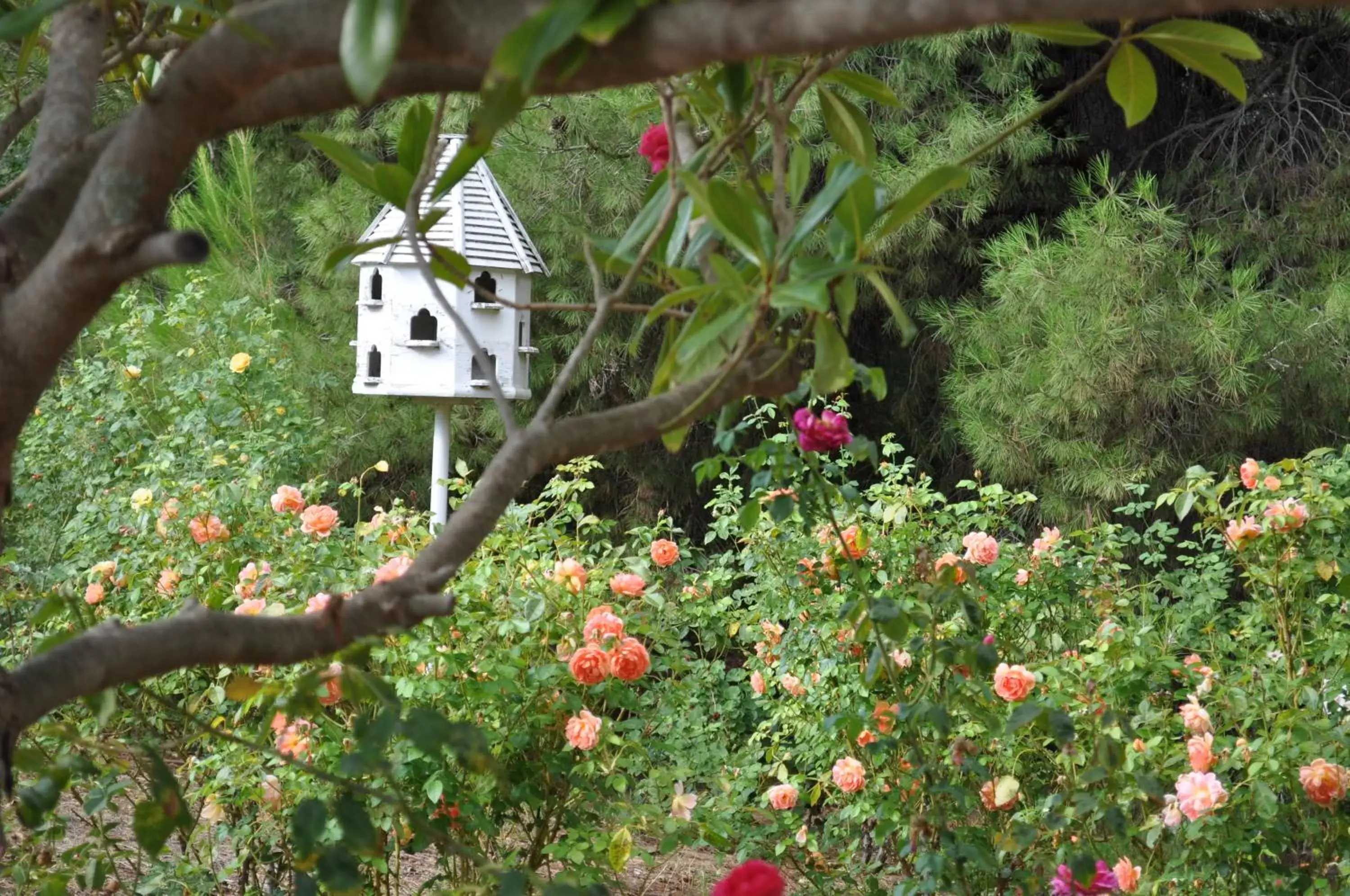 Spring in Lyndoch Hill