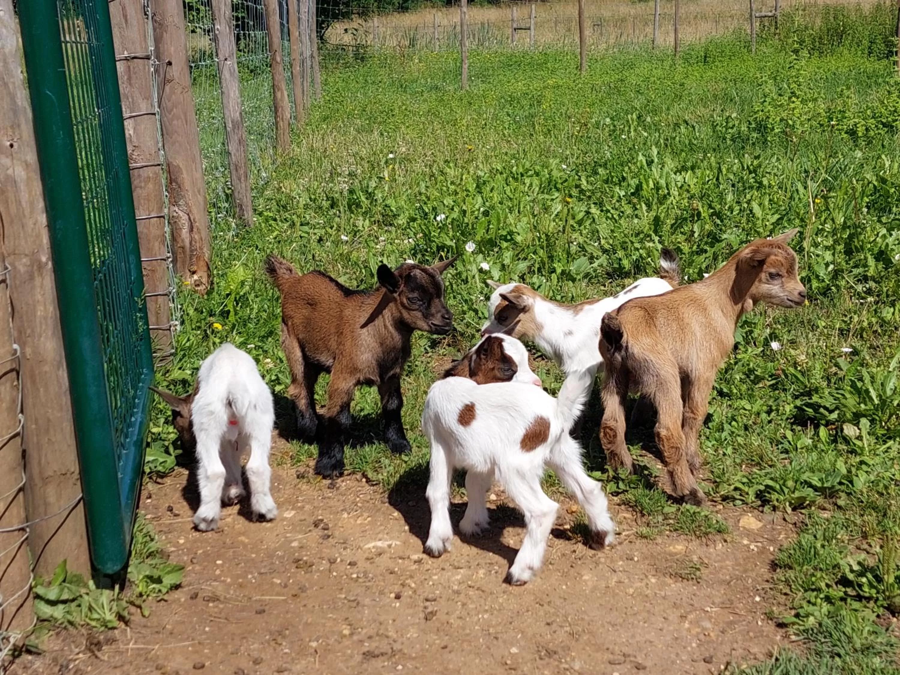 Animals in Ferme des Petites Oreilles 4 étoiles