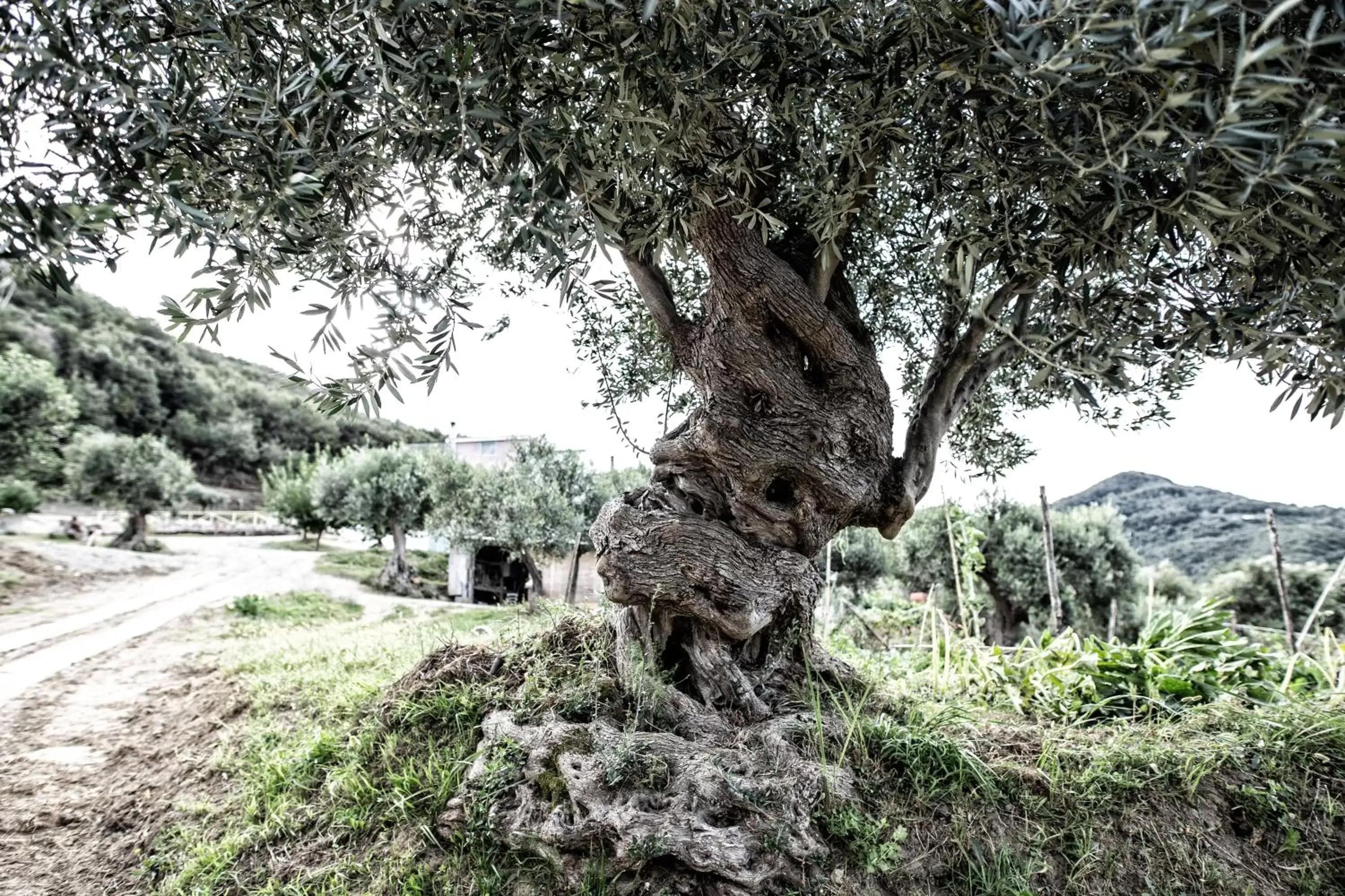 Natural Landscape in Borgo Rosso di Sera Resort