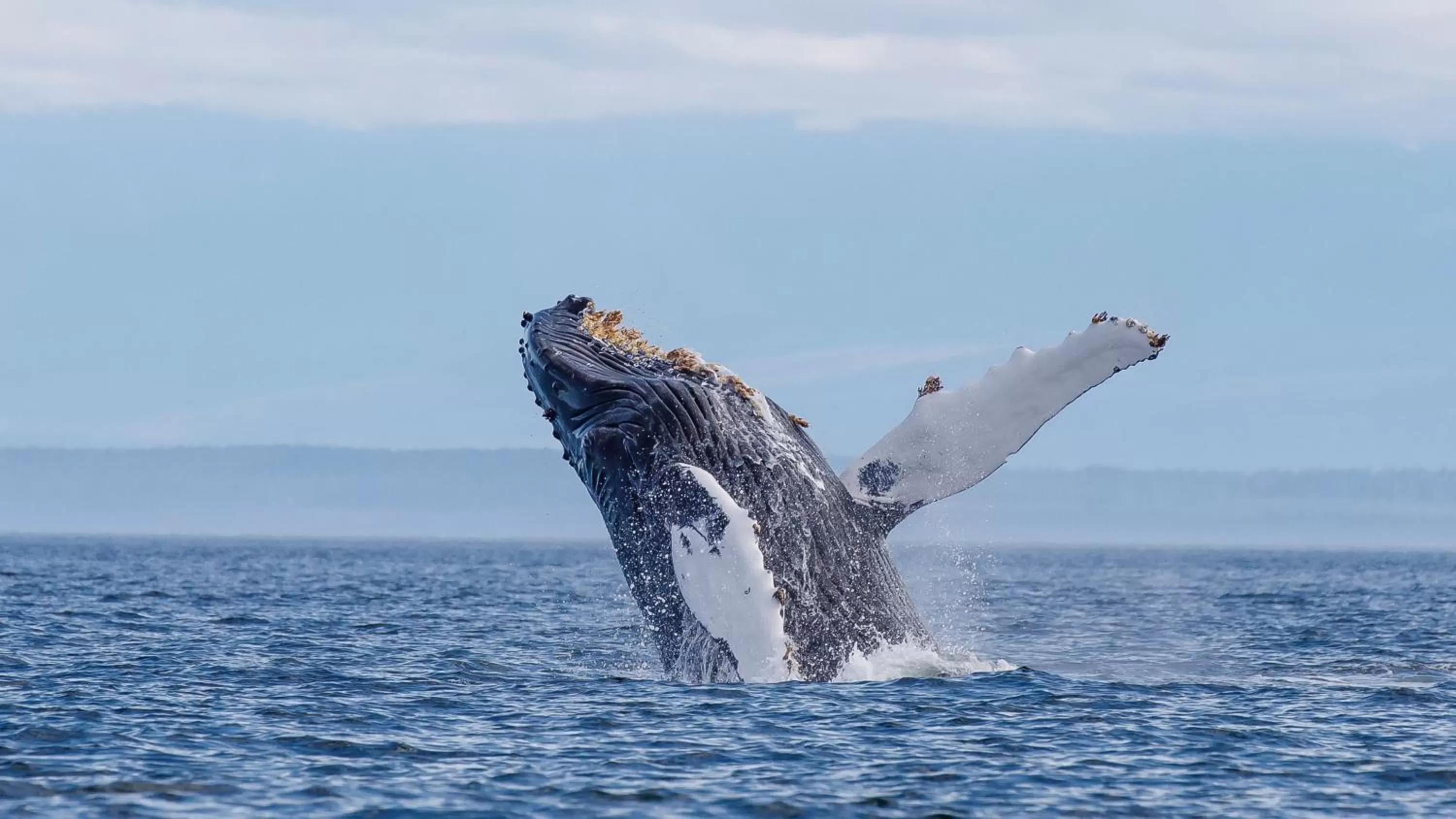 Animals in Money Pennies Bed and Breakfast