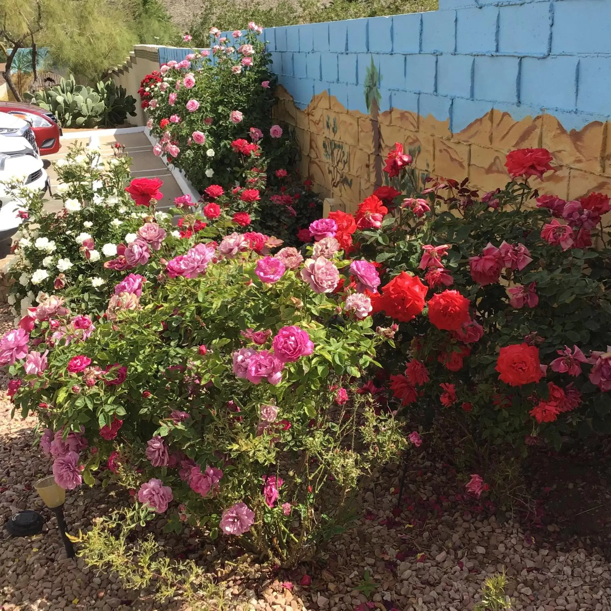 Garden in Americas Best Value Inn and Suites -Yucca Valley