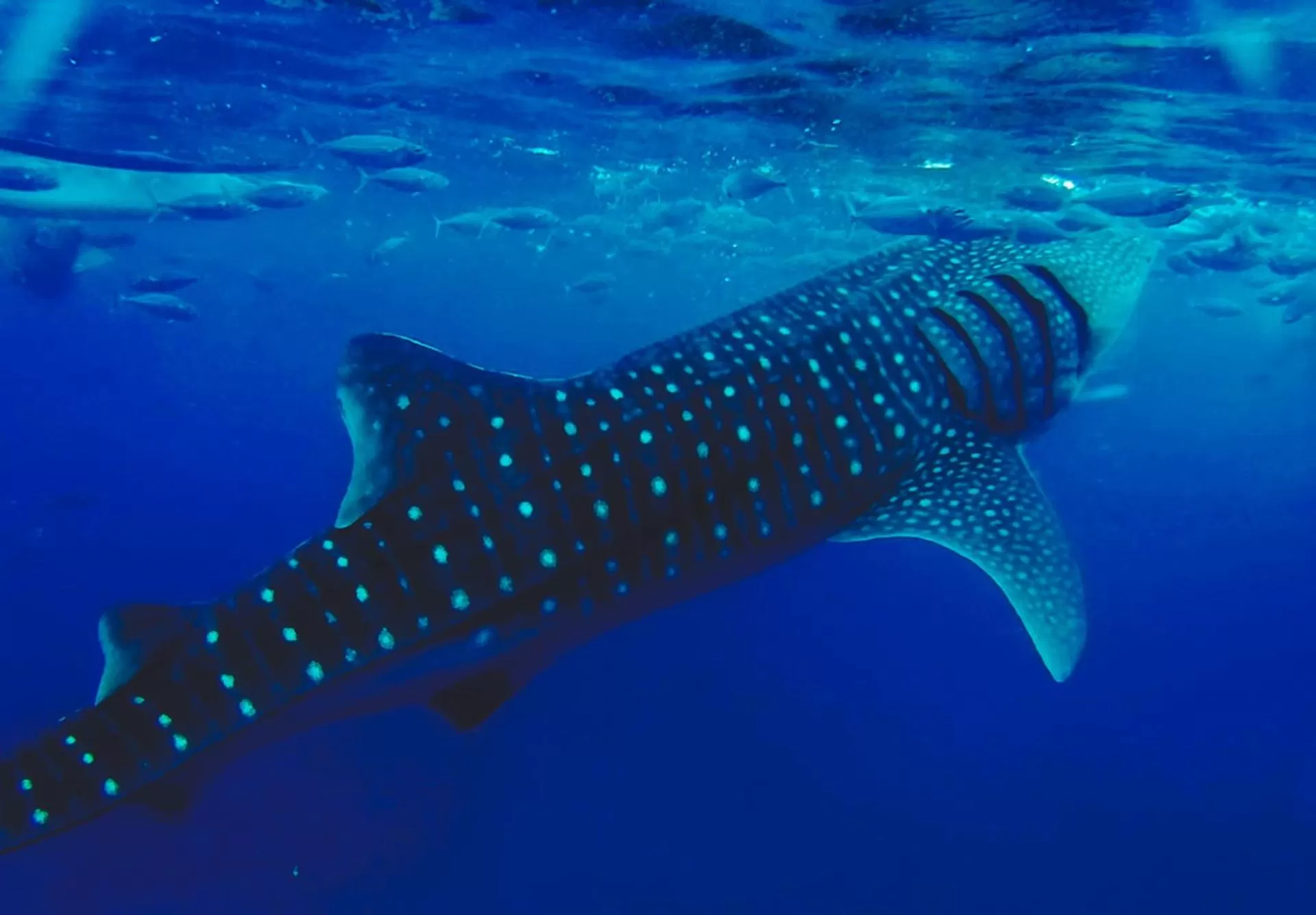 Snorkeling in Seascape Beach Resort Oslob