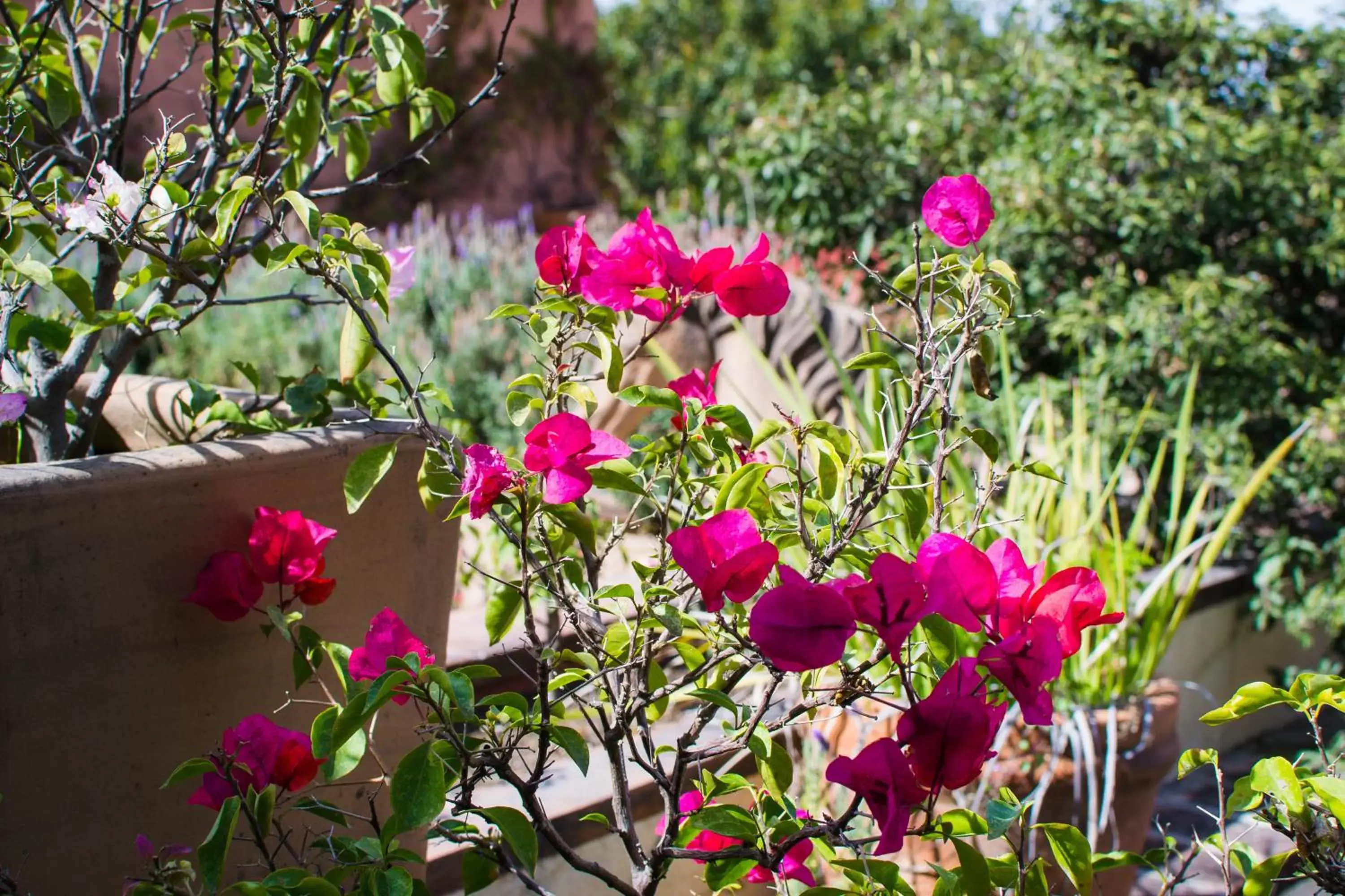 Garden in Las Terrazas