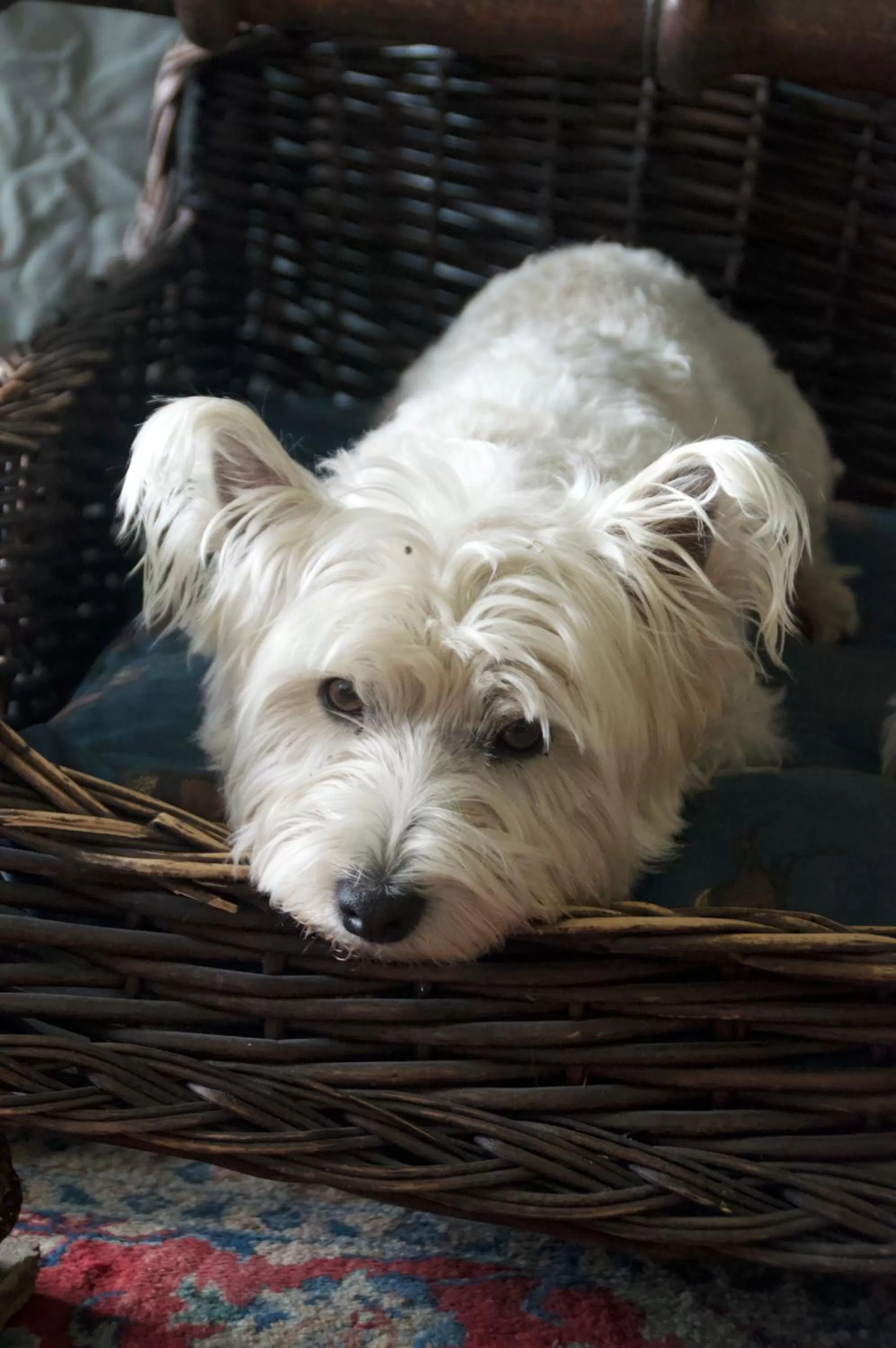 Pets in The Old Deer House