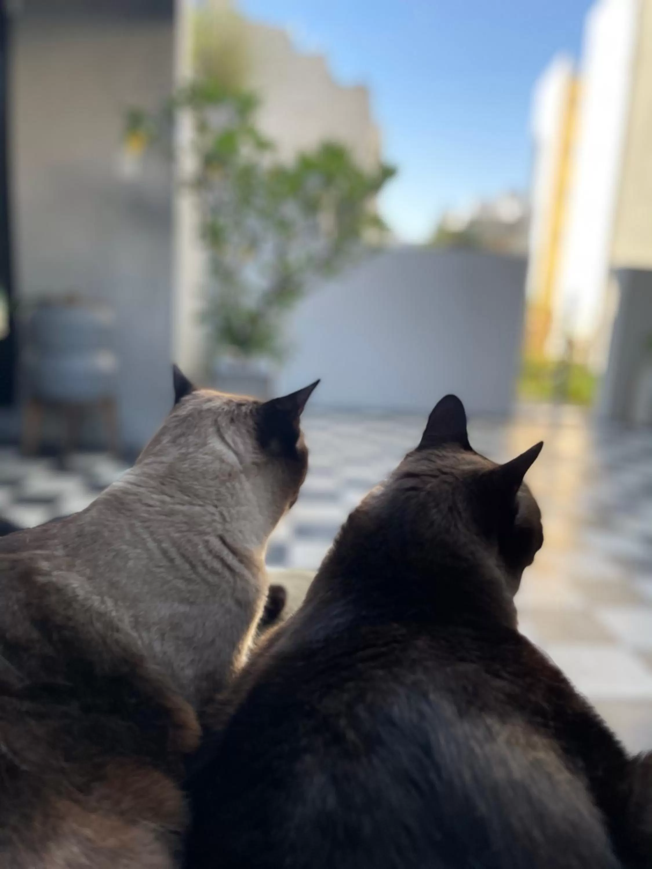 Pets in Le Petit Palais