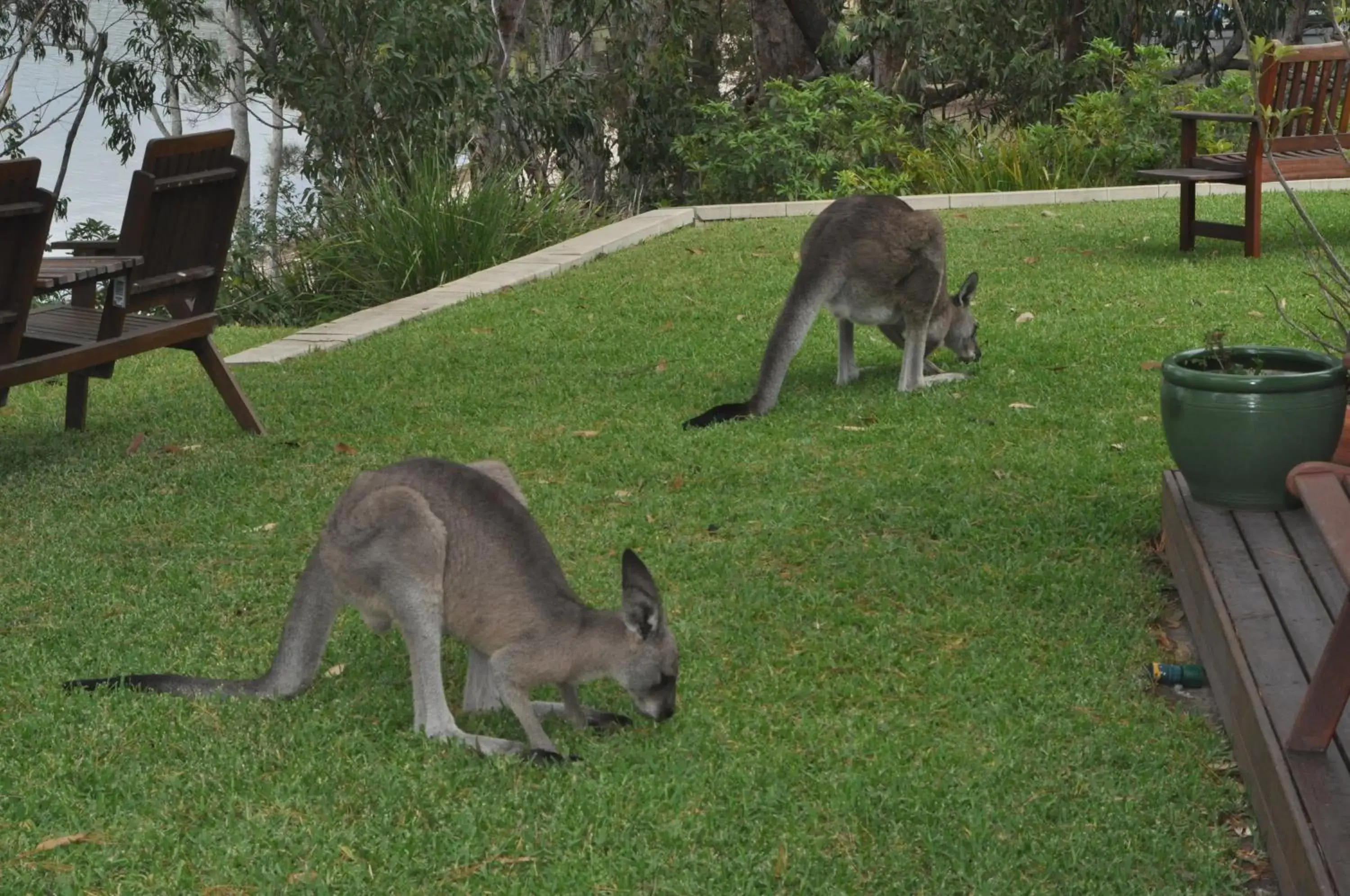 Animals, Other Animals in By the Beach B&B Self Contained Apartments