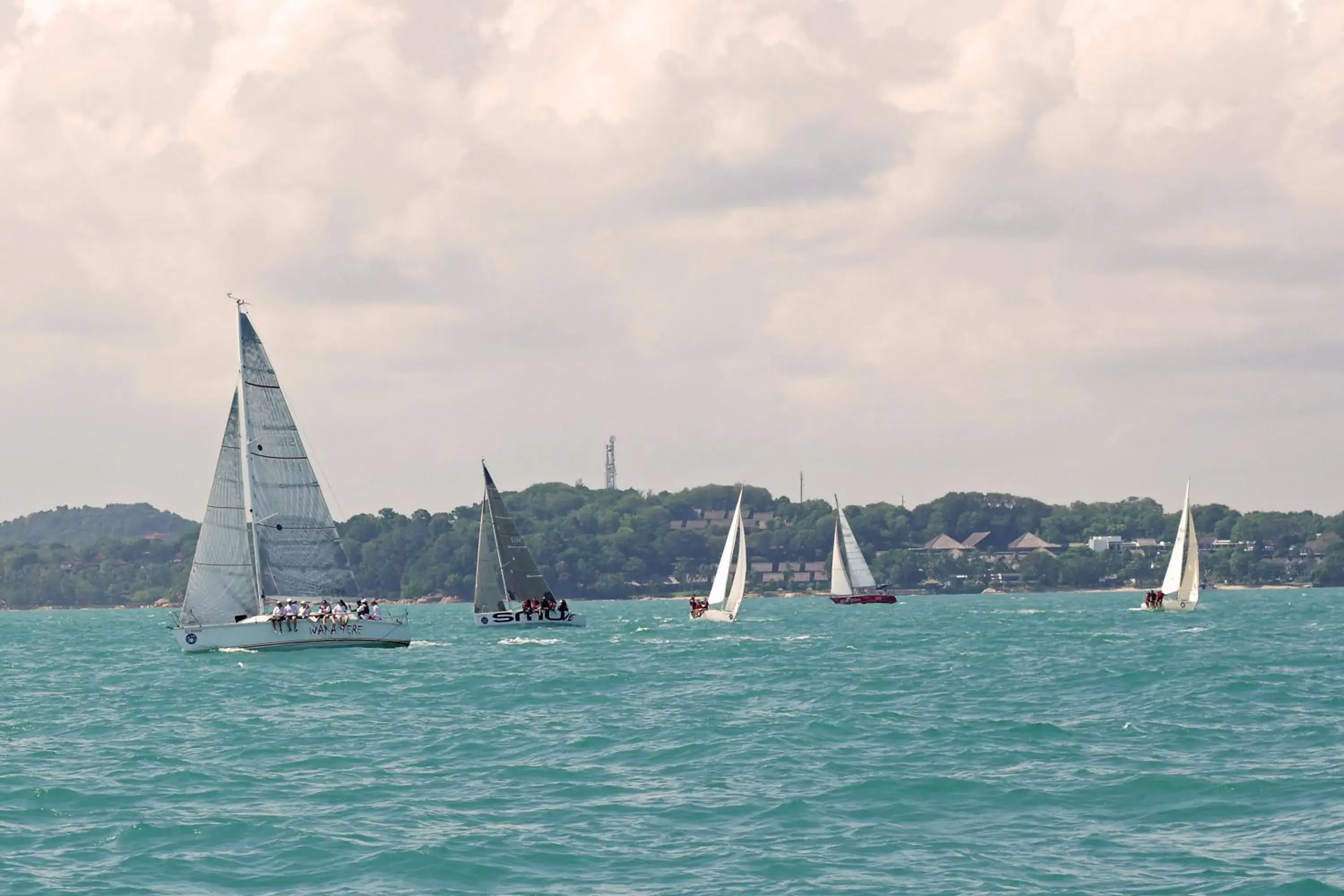 Activities, Windsurfing in Nongsa Point Marina