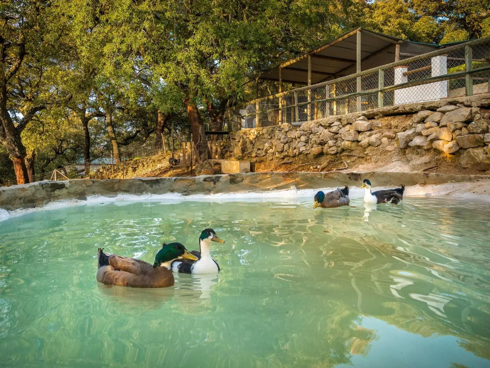 Animals in Hotel Fuerte Grazalema Animals in Hotel Fuerte Grazalema
