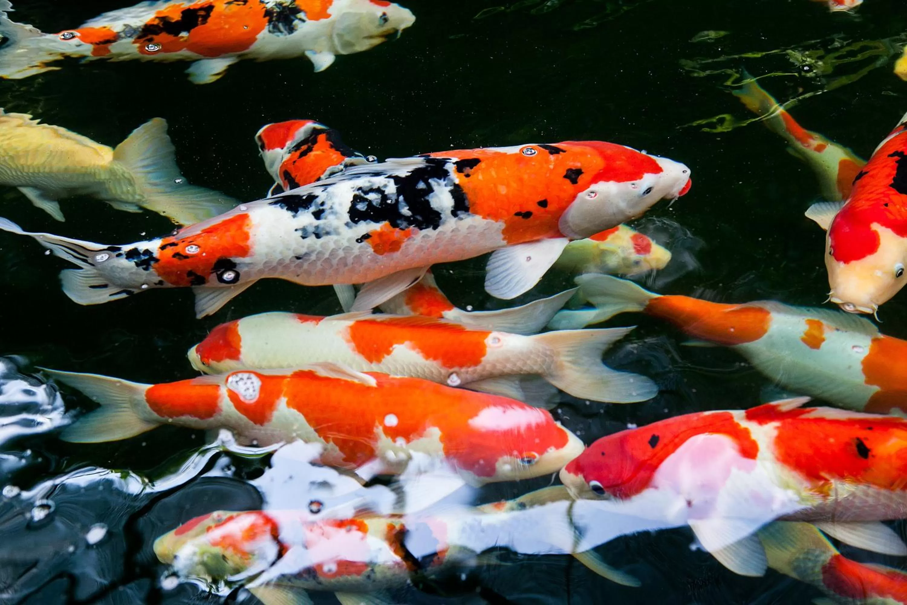 Animals in Cebu White Sands Resort and Spa