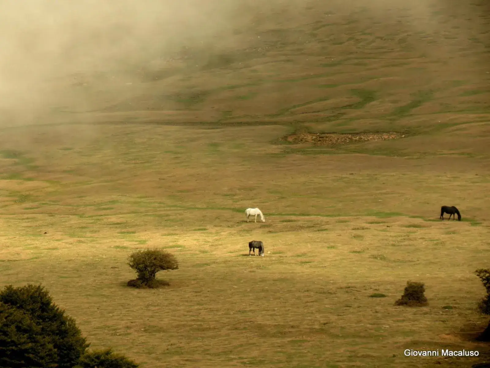 Horse-riding, Other Animals in Hotel Residenza Petra