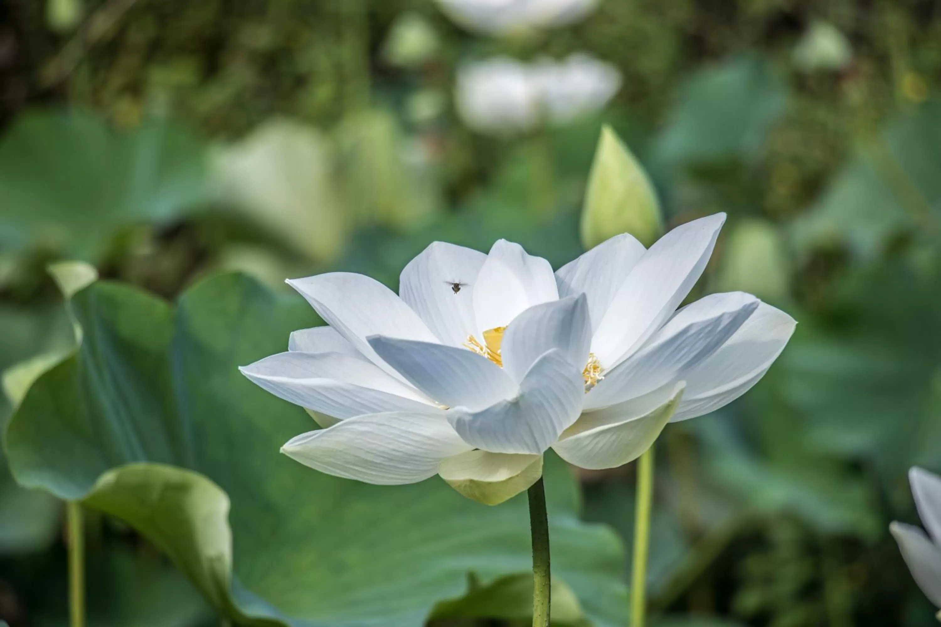 Garden in Sattva Land