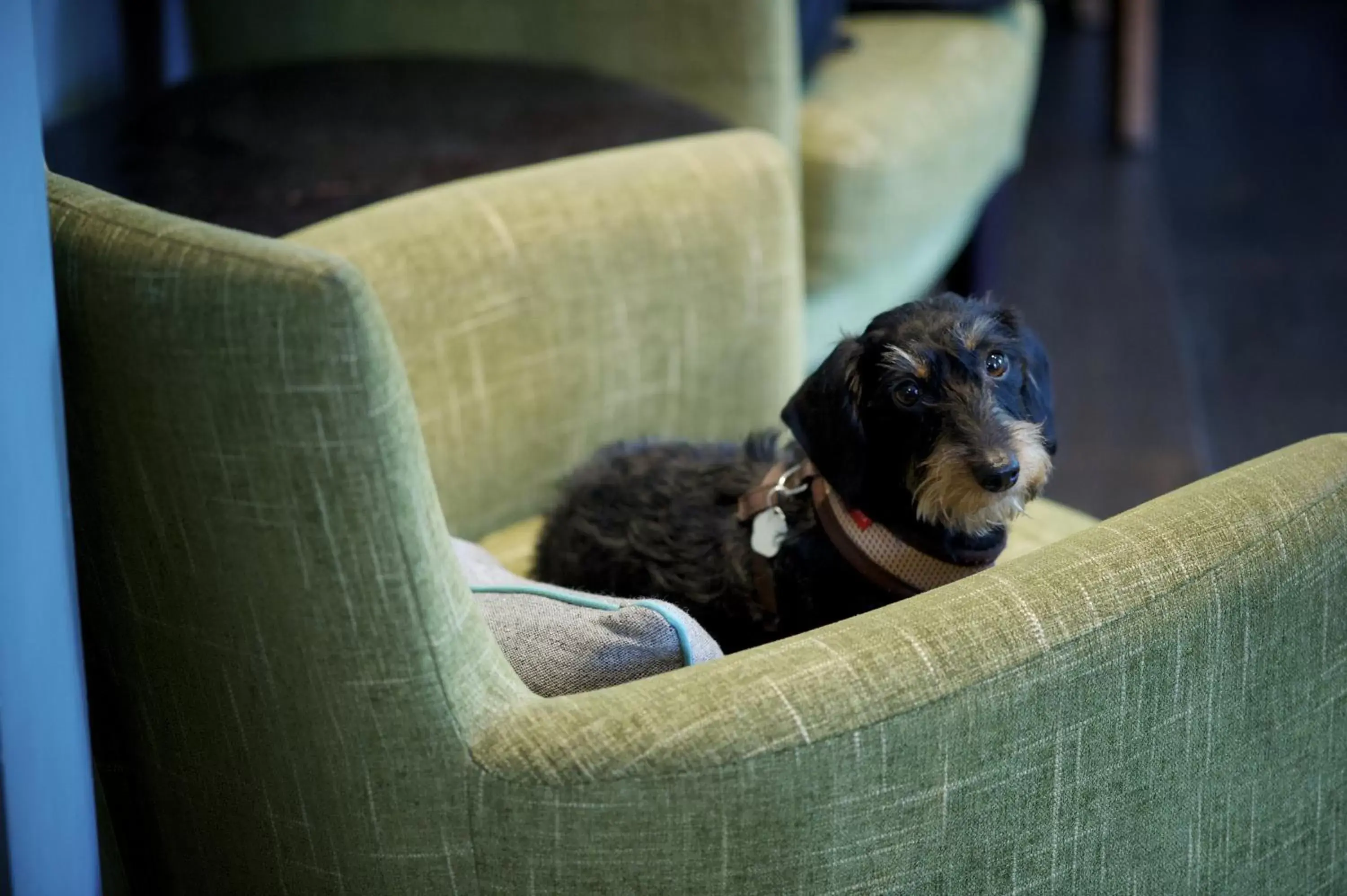 Pets in The Lodge Hotel - Putney