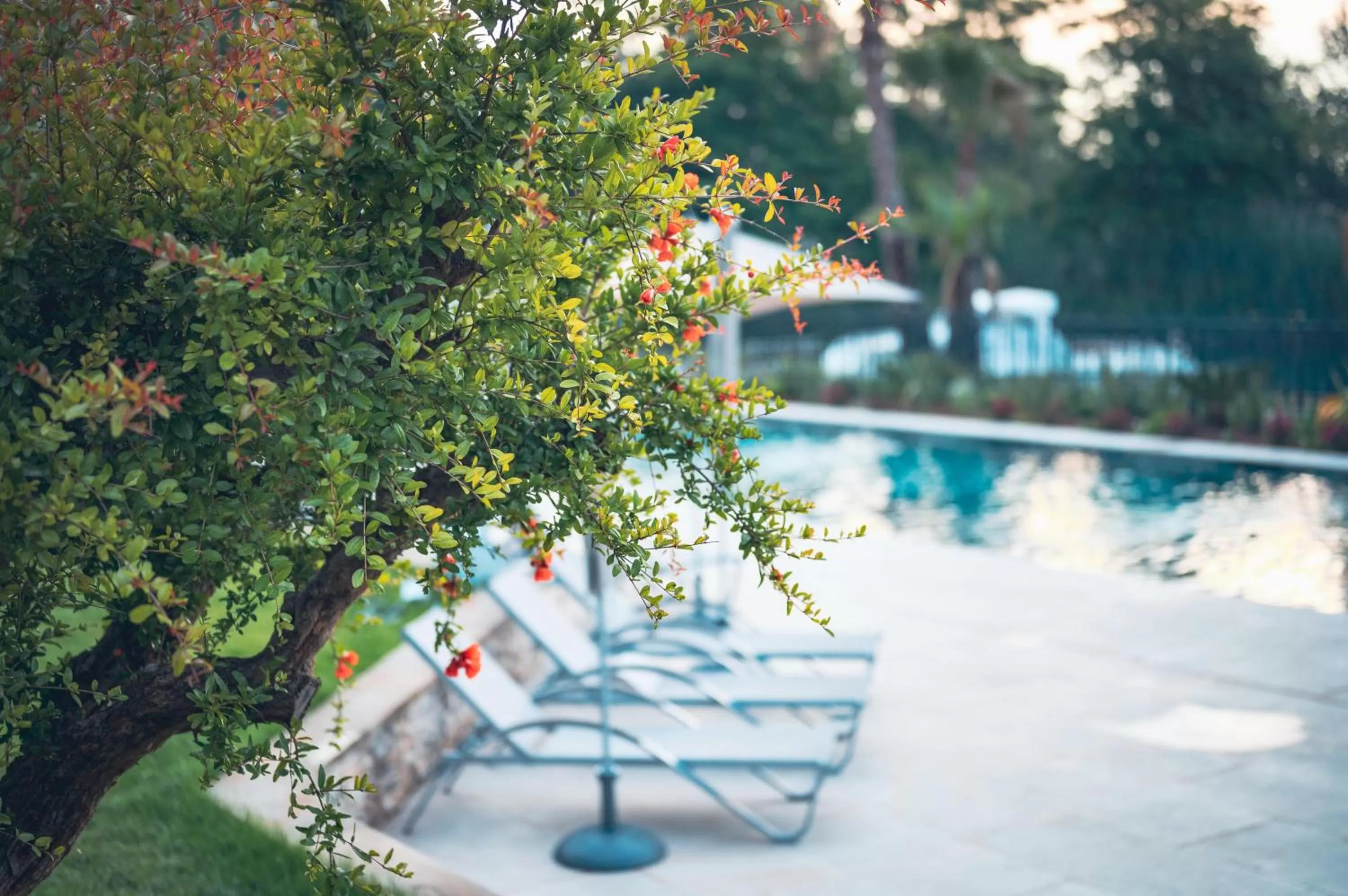Swimming pool in Ilot du Golf BW Premier Collection