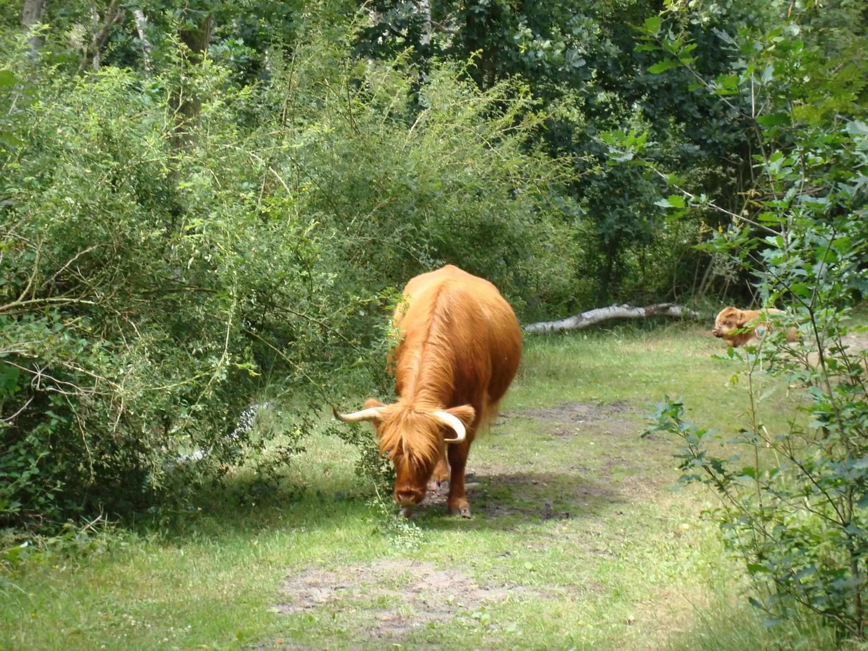 Animals, Other Animals in Hotel Rasch