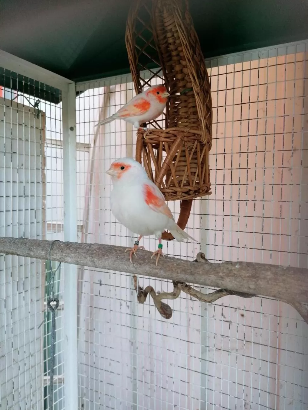 Other Animals in La roulotte des Trois Arbres