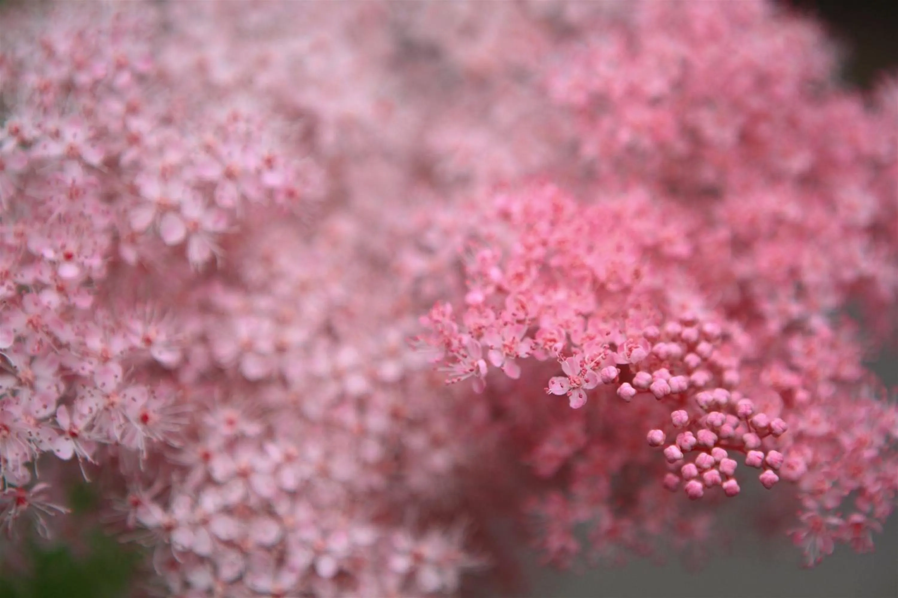 Garden in River Birches