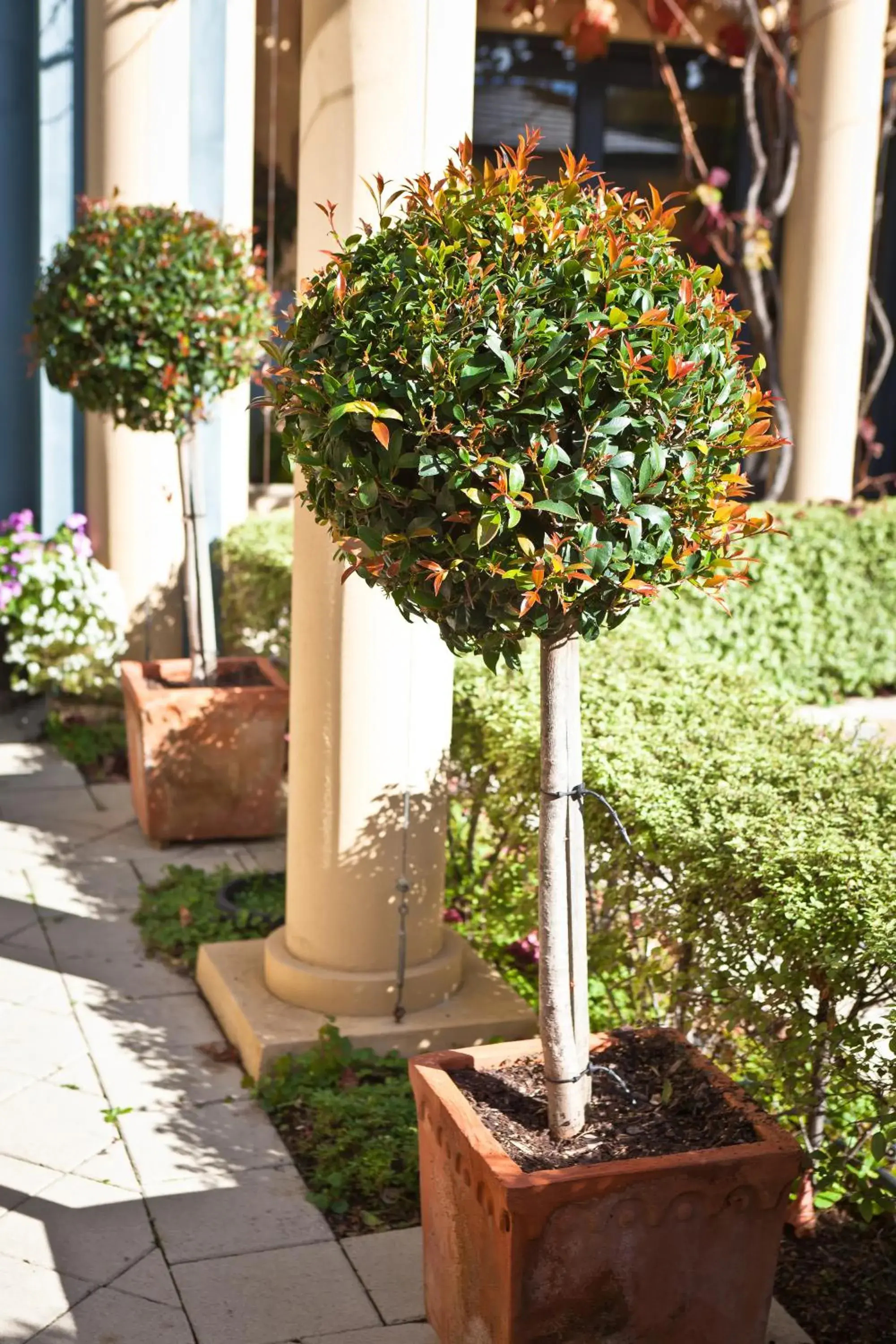 Garden in The Beach House At Bayside