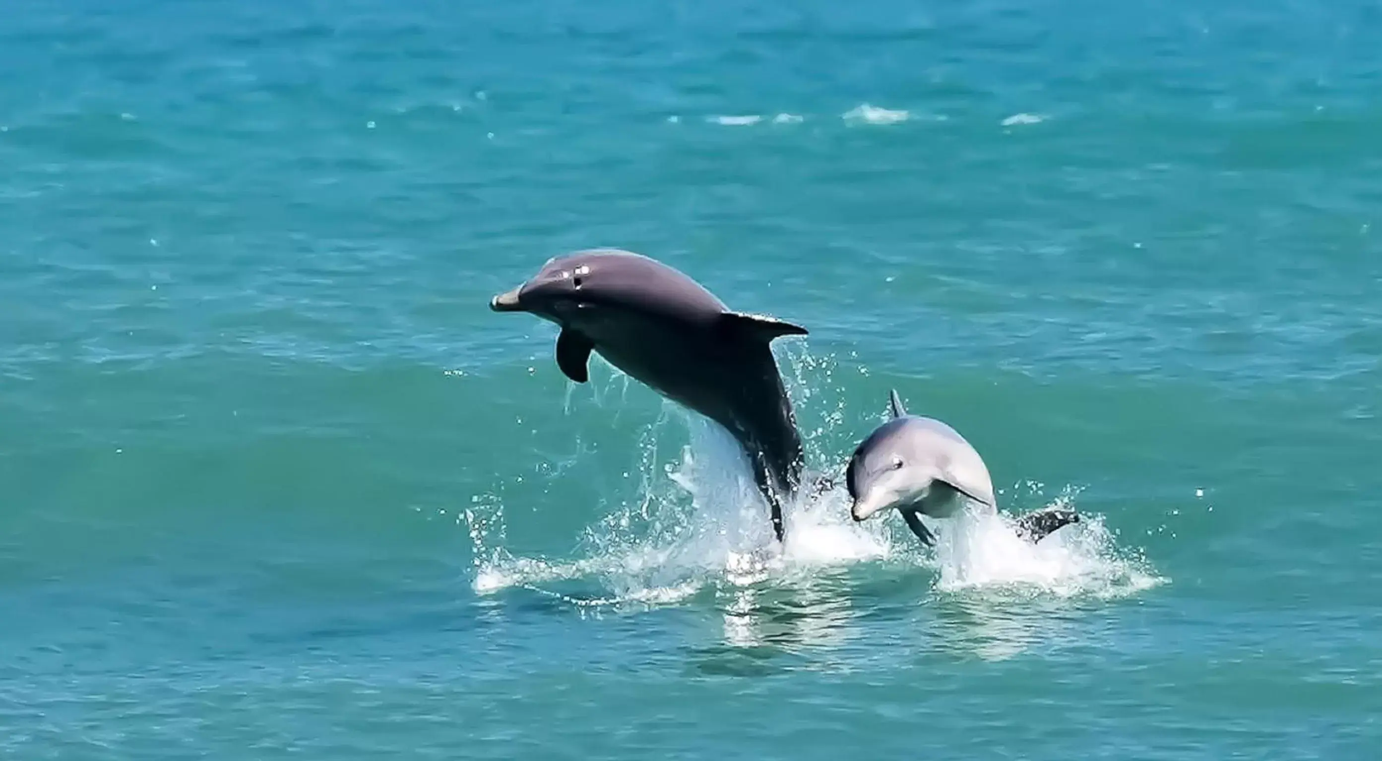 Day, Other Animals in Black Dolphin Inn