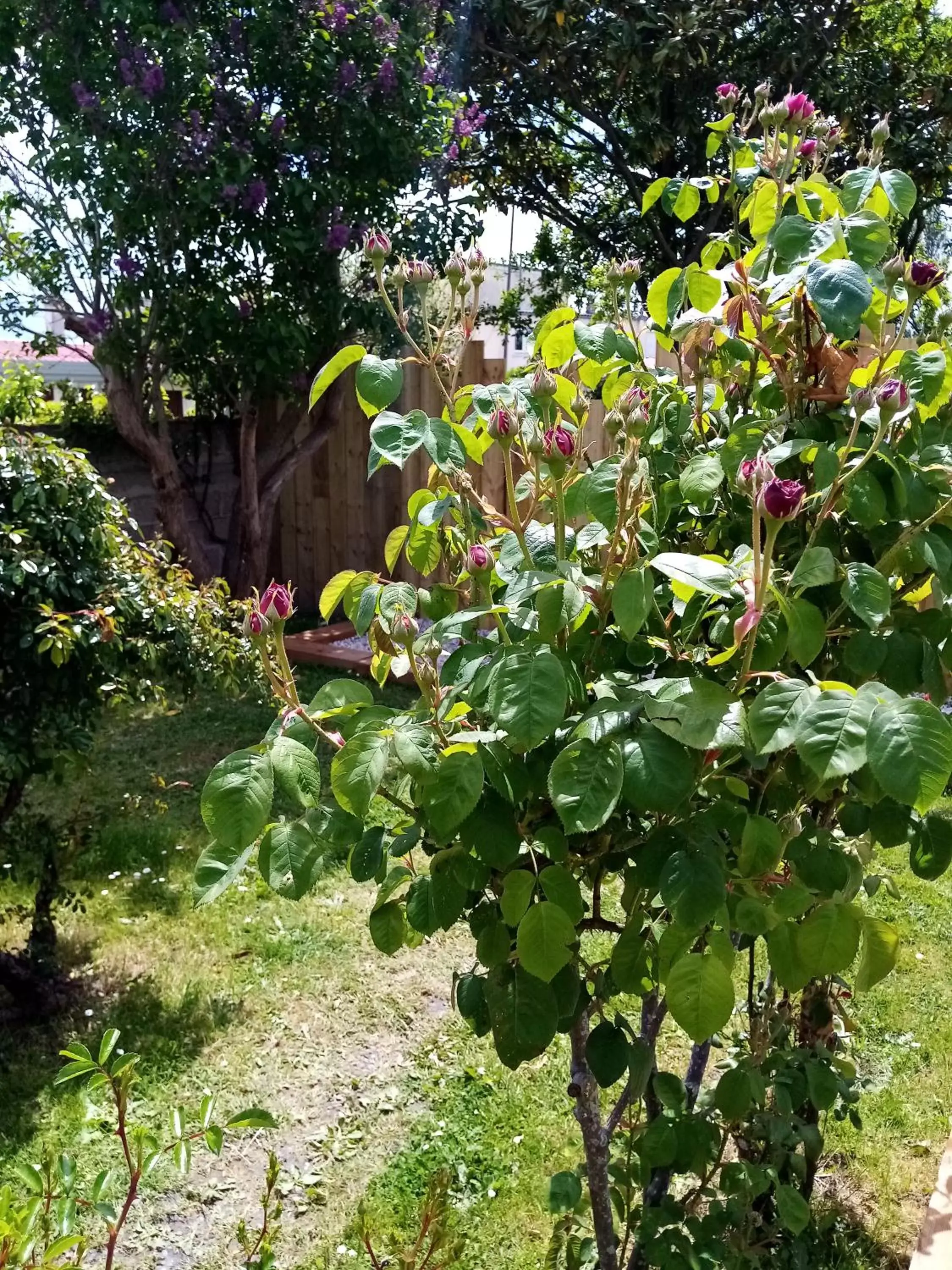 Garden in O Douceurs Sucrées Cabourg