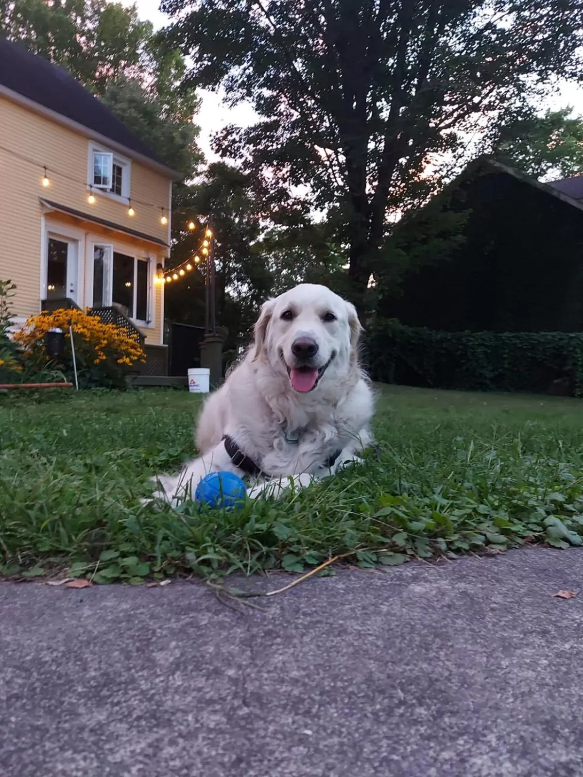 Pets in Manoir Alegria