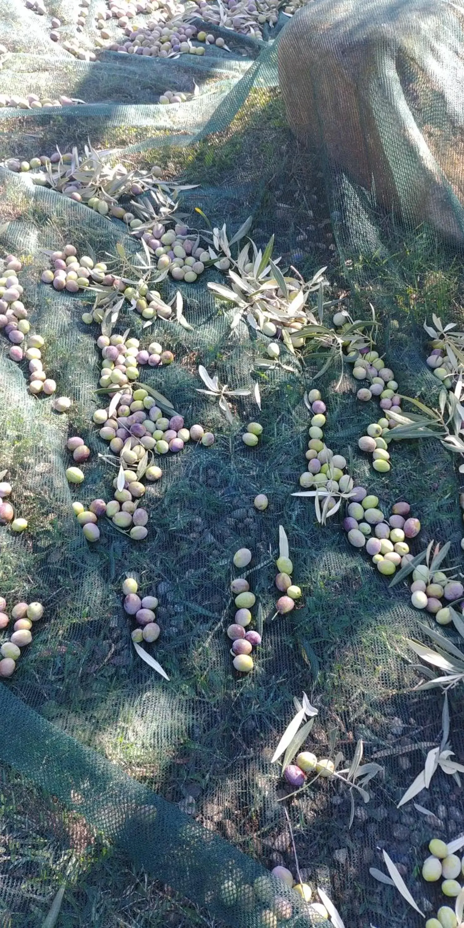 Food close-up, Garden in La Piana degli Ulivi