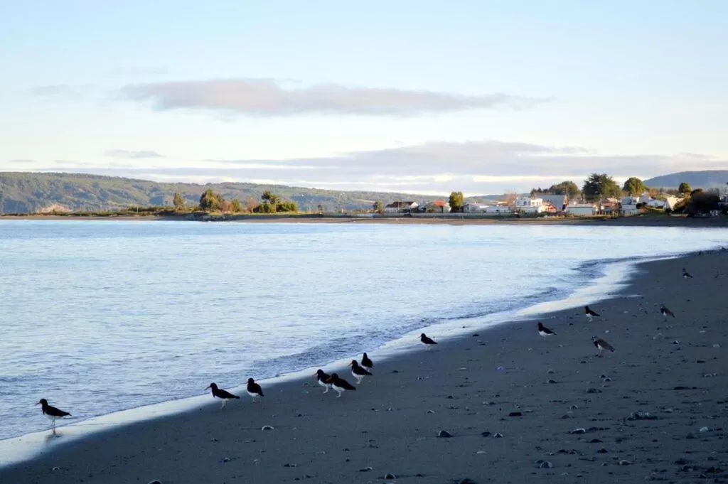 Animals in El Coo Lodge