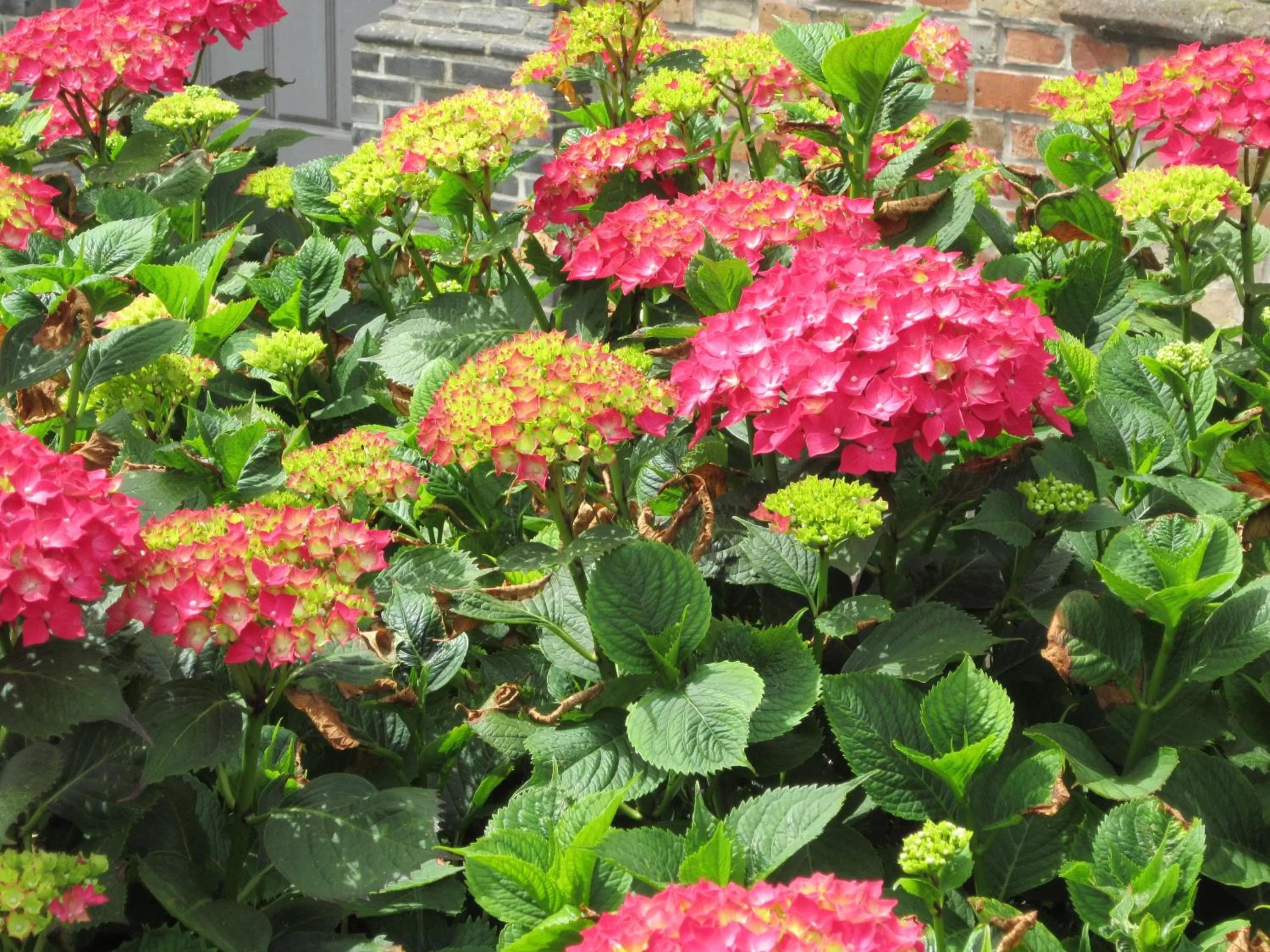 Summer in B&B Pastorie van Merkem