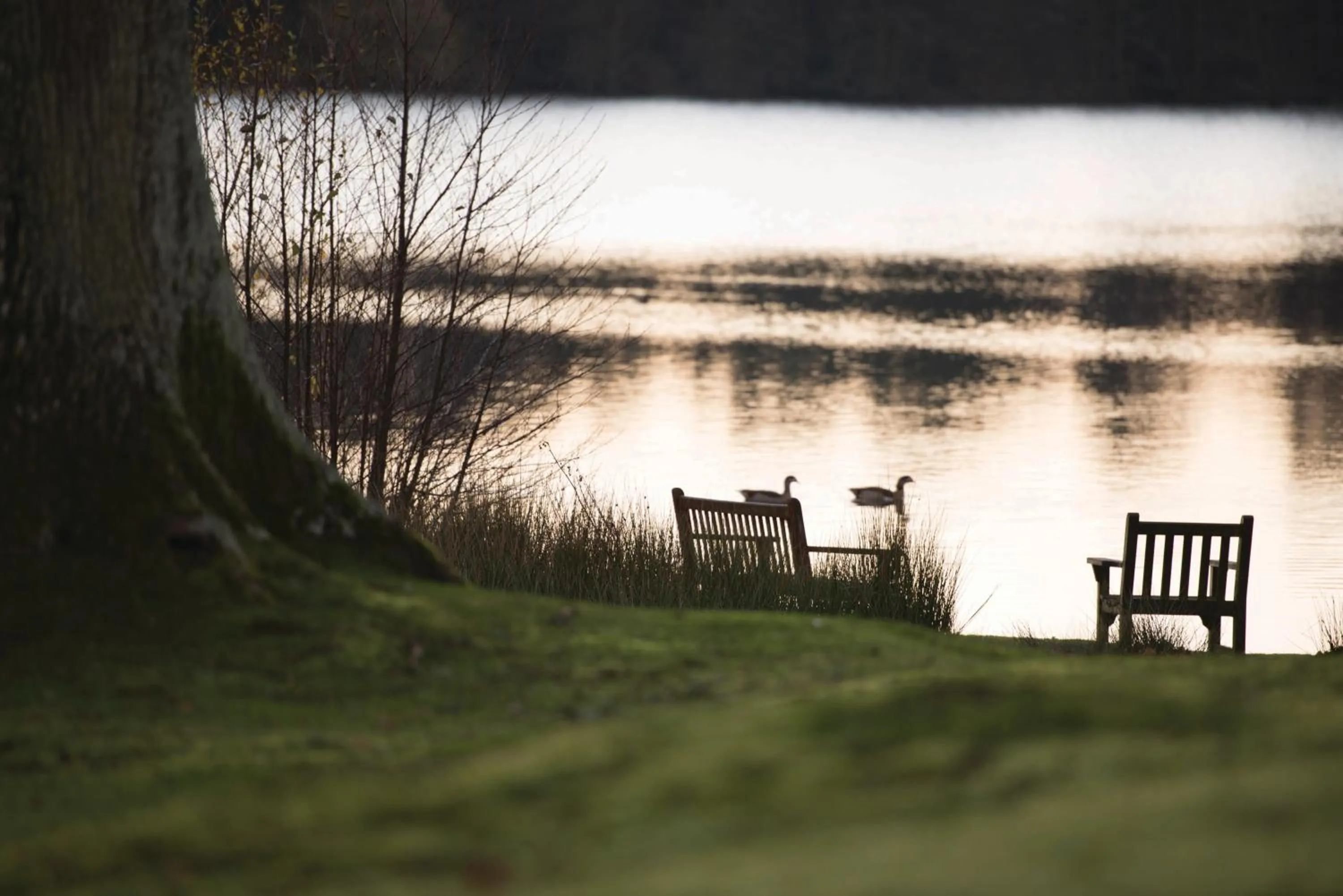 Natural landscape in Champneys Forest Mere