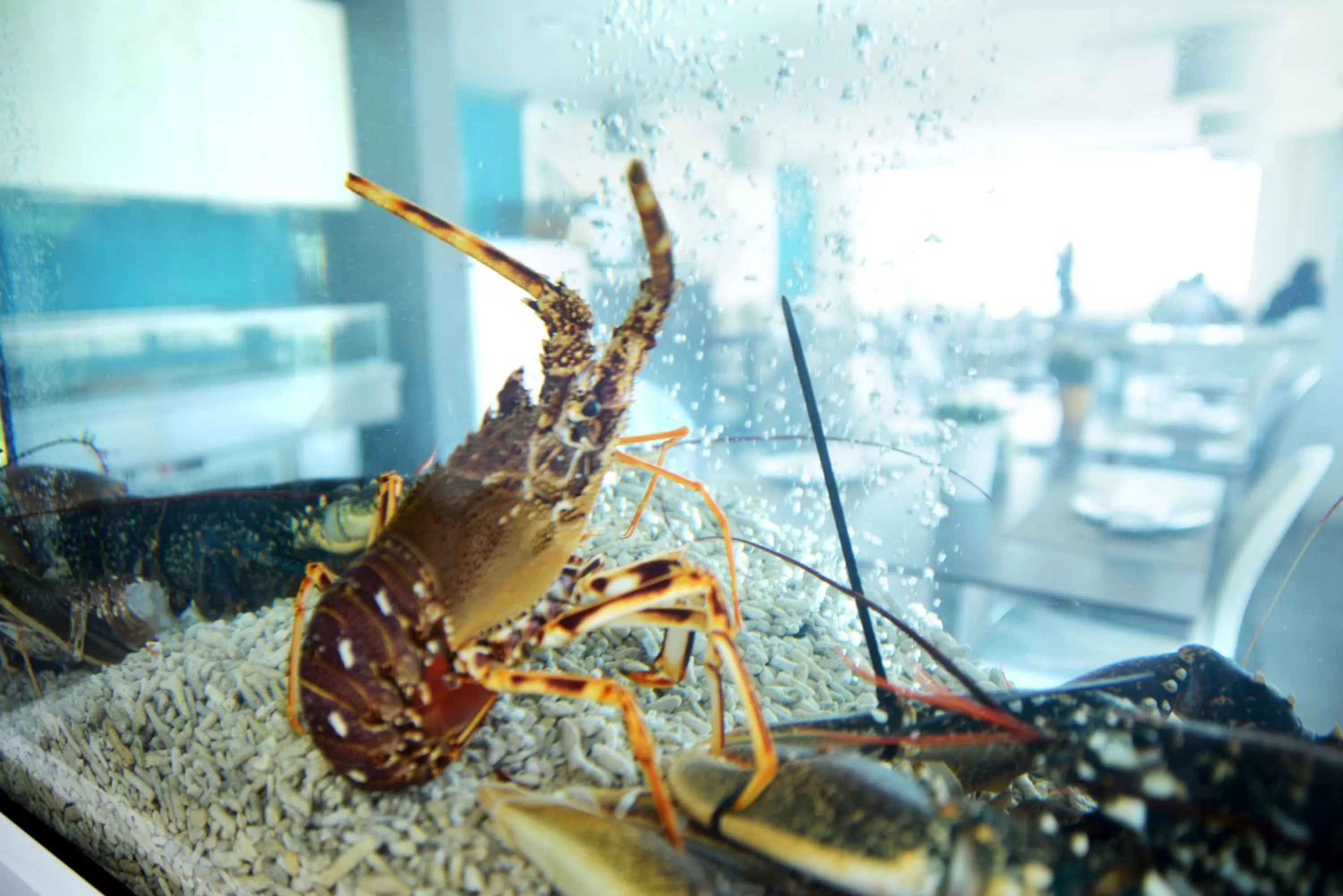 Restaurant/places to eat in Hotel Mar Bravo