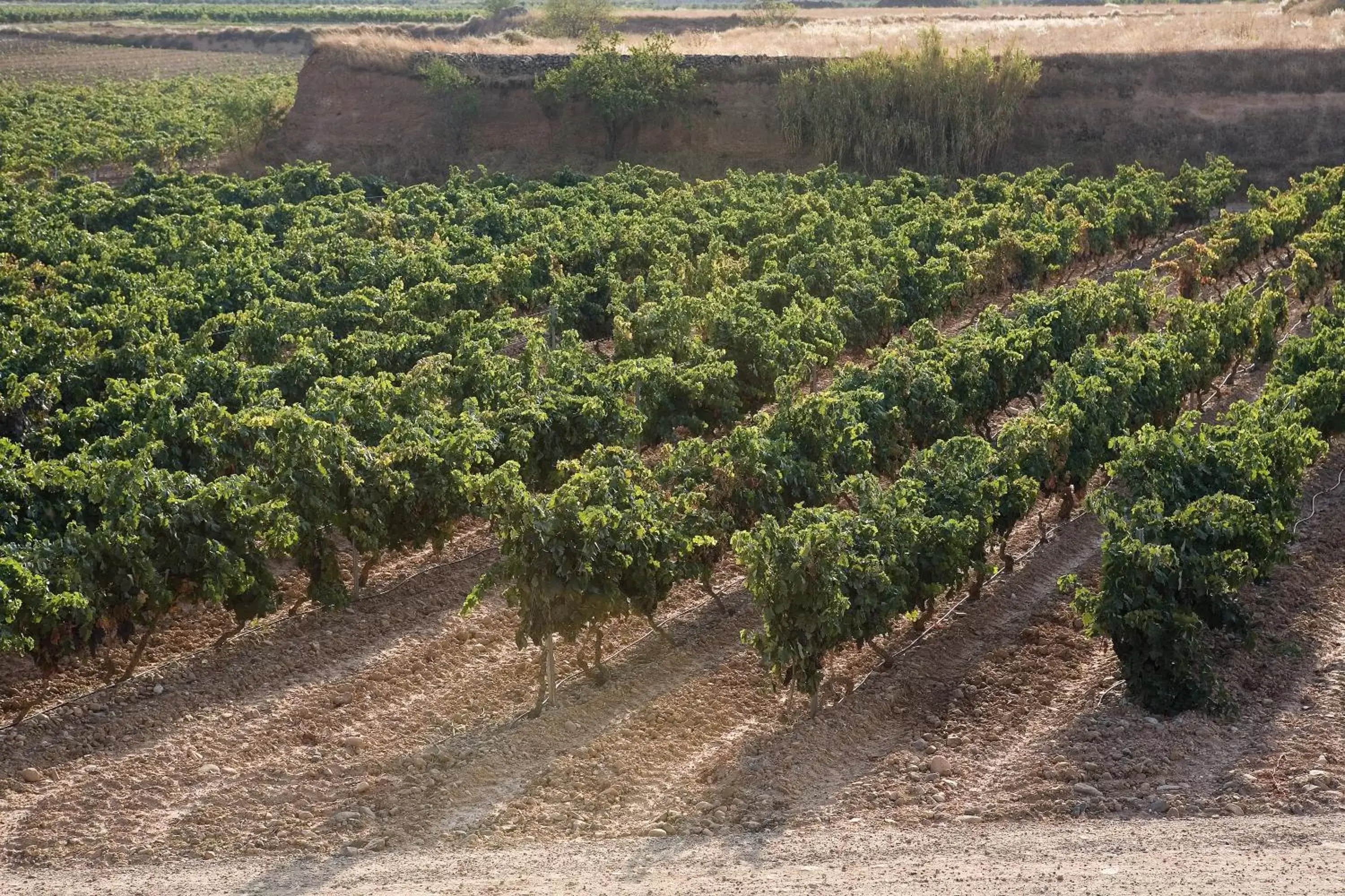 Natural landscape in F&G Logroño