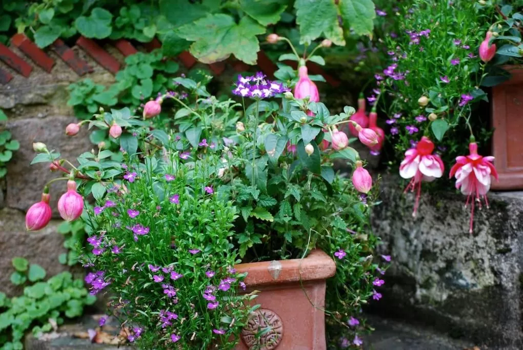 Garden in Comfortable rooms