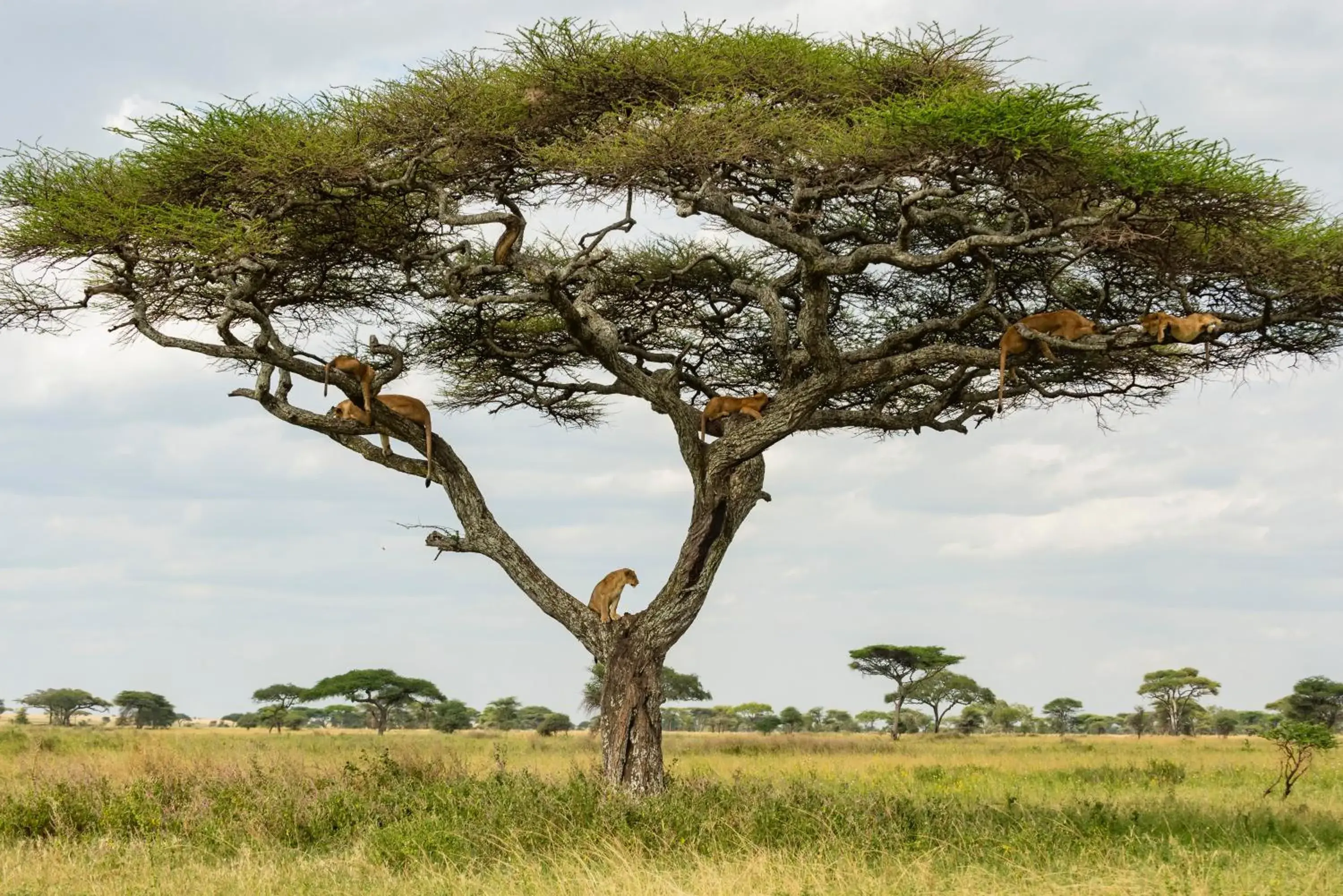 Activities in Ngorongoro Lodge member of Melia Collection