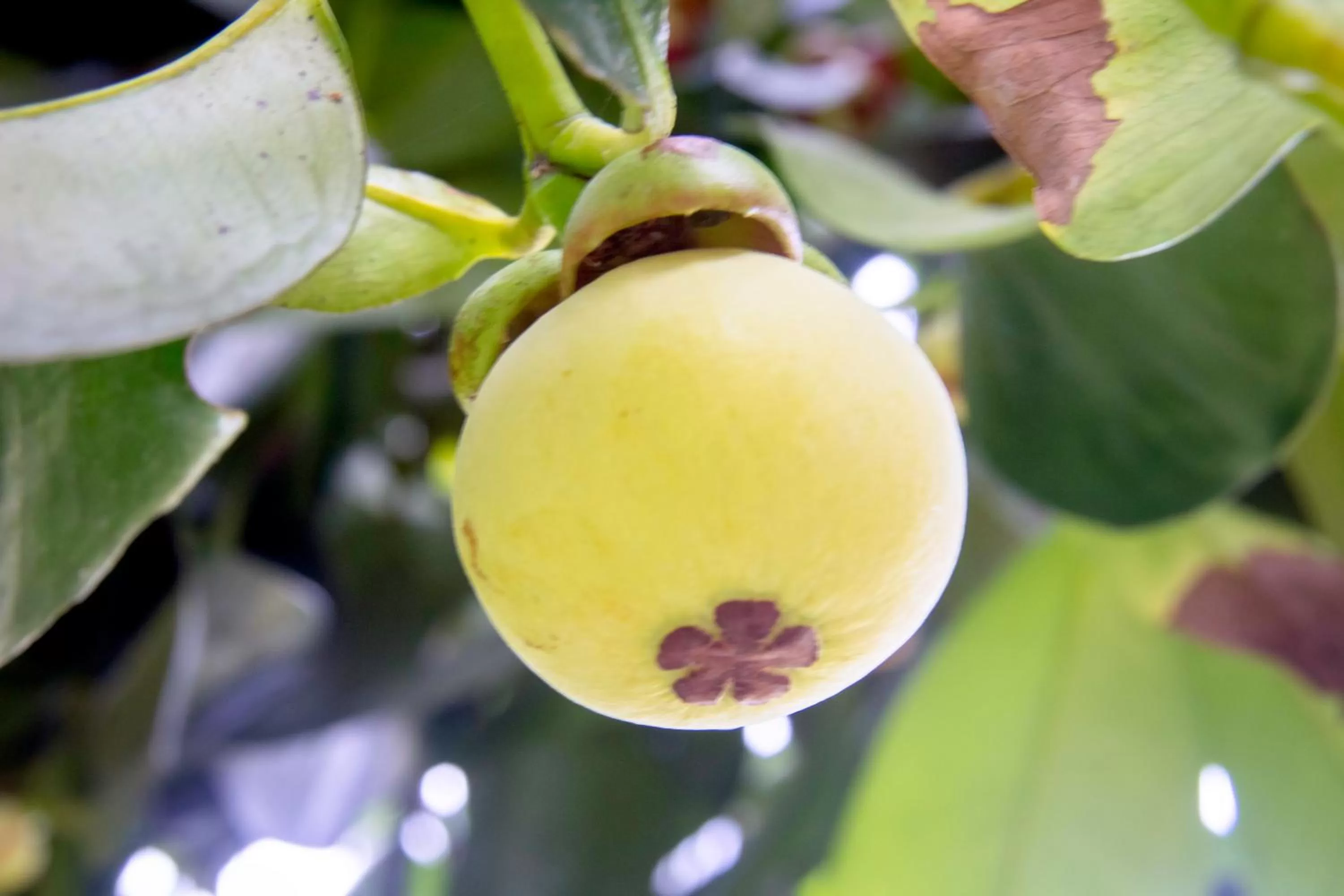 Food in Khao Sok Palmview Resort